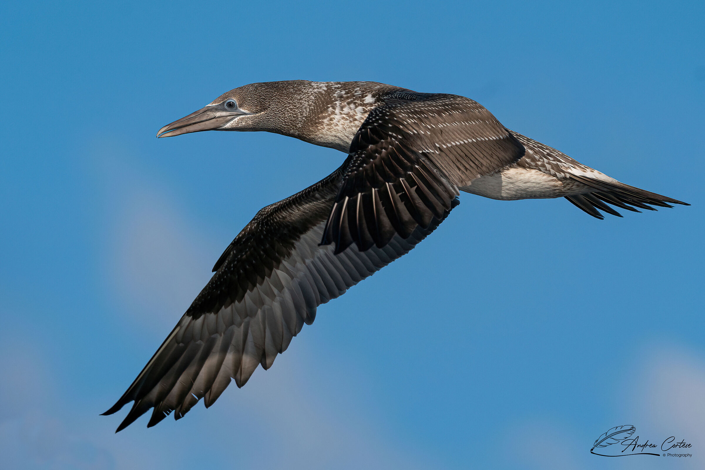 Sula (Morus bassanus)