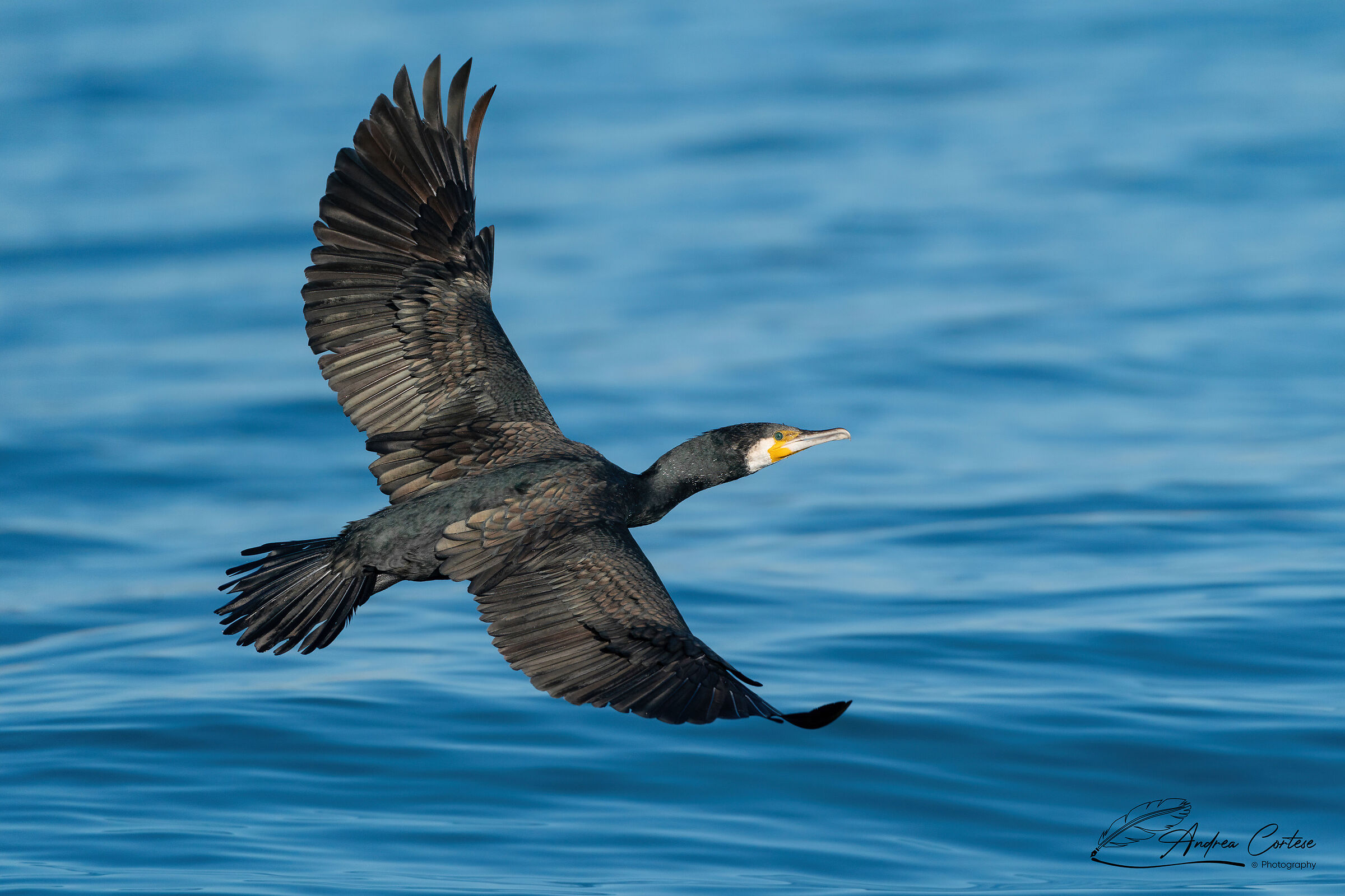 Cormorano (Phalacrocorax carbo)