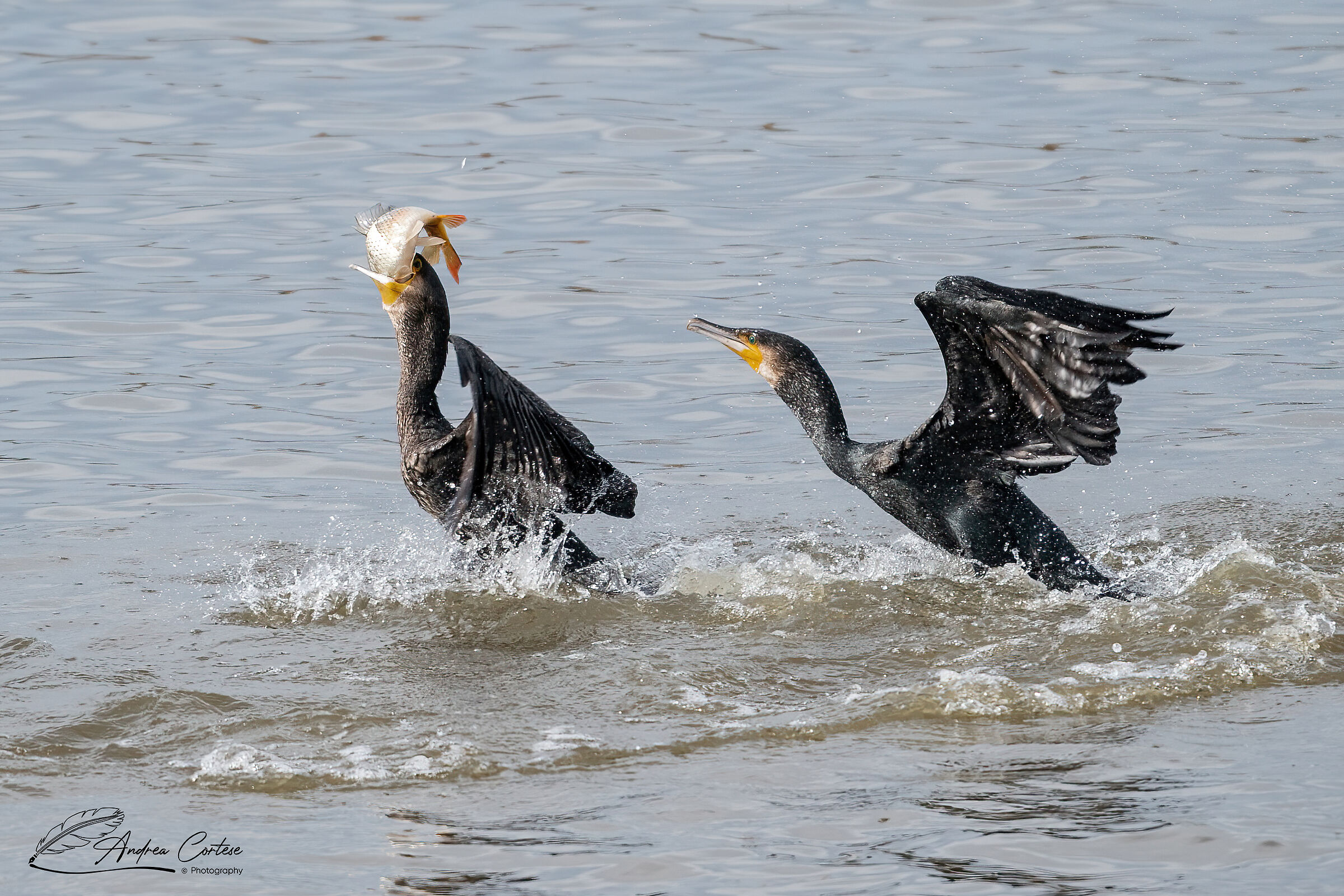 Cormorano (Phalacrocorax carbo)