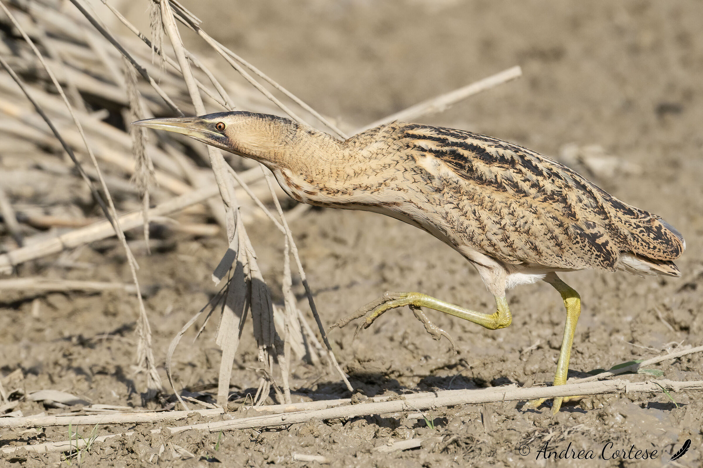 Tarabuso (Botaurus stellaris)