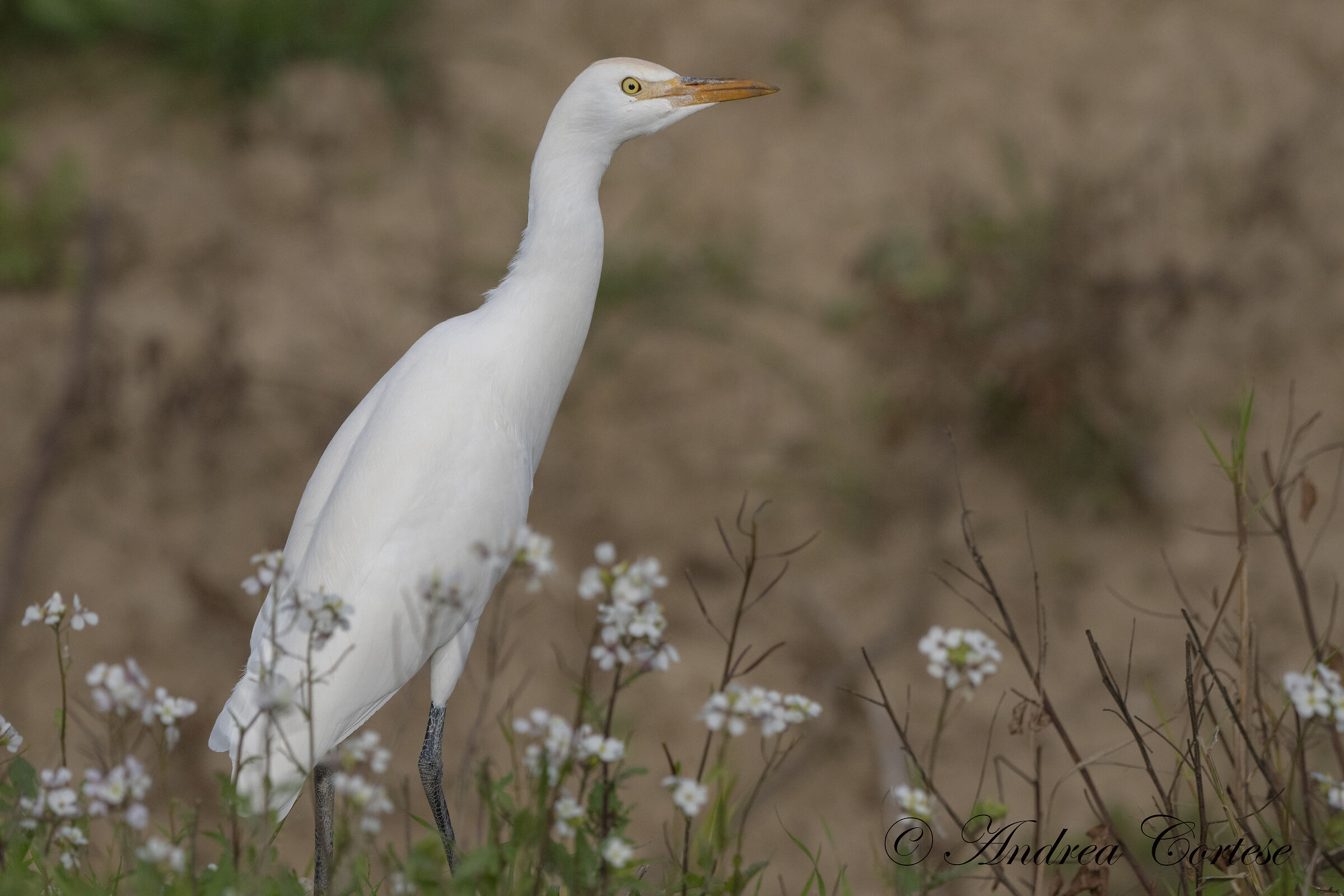 Airone guardabuoi (Bubulcus ibis)