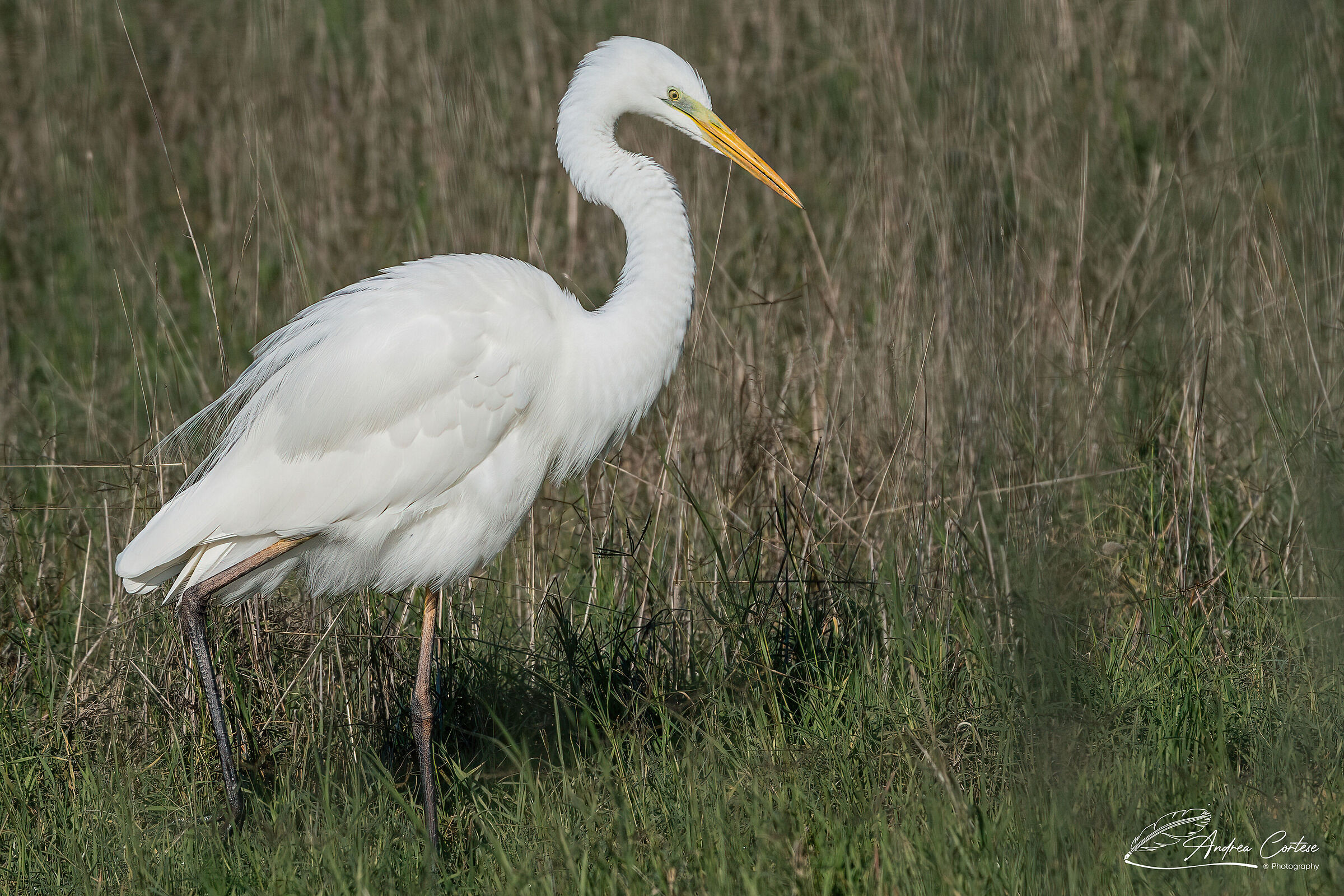 Airone bianco maggiore (Casmedorius alba)