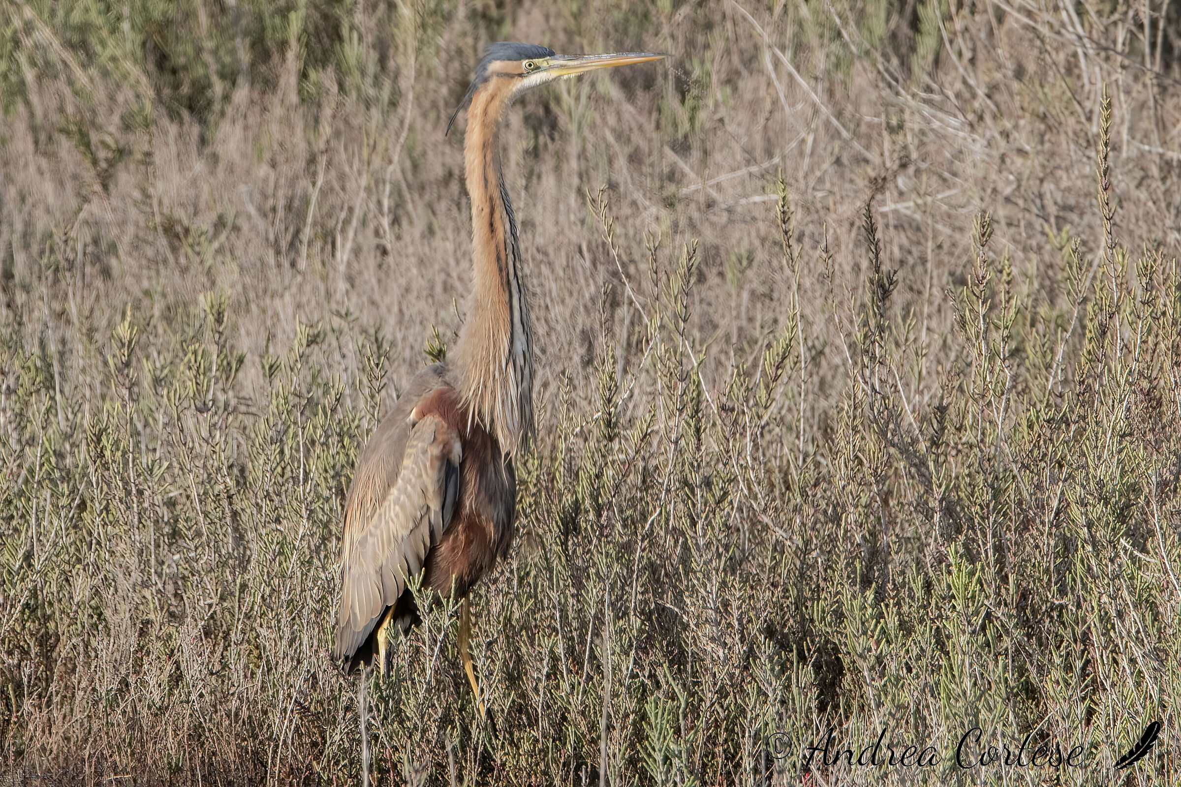 Airone rosso (Ardea purpurea)