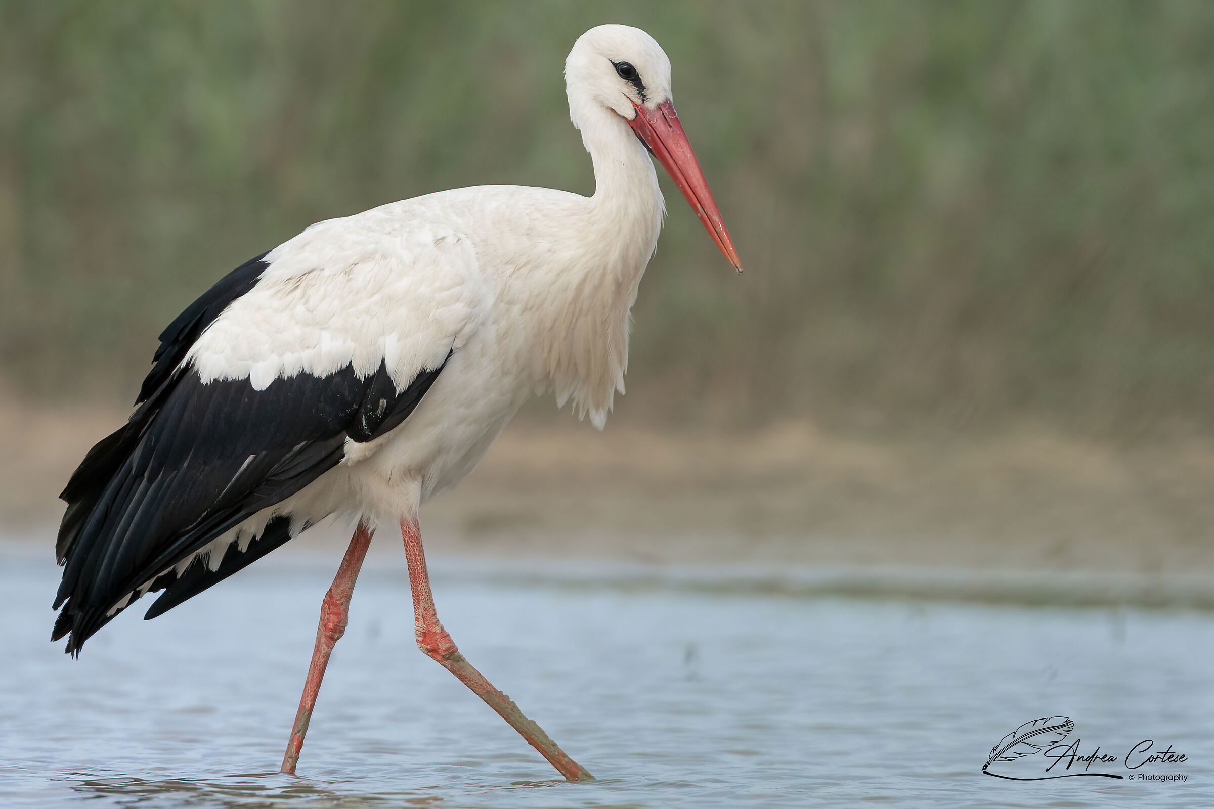 Cicogna bianca (Ciconia ciconia)