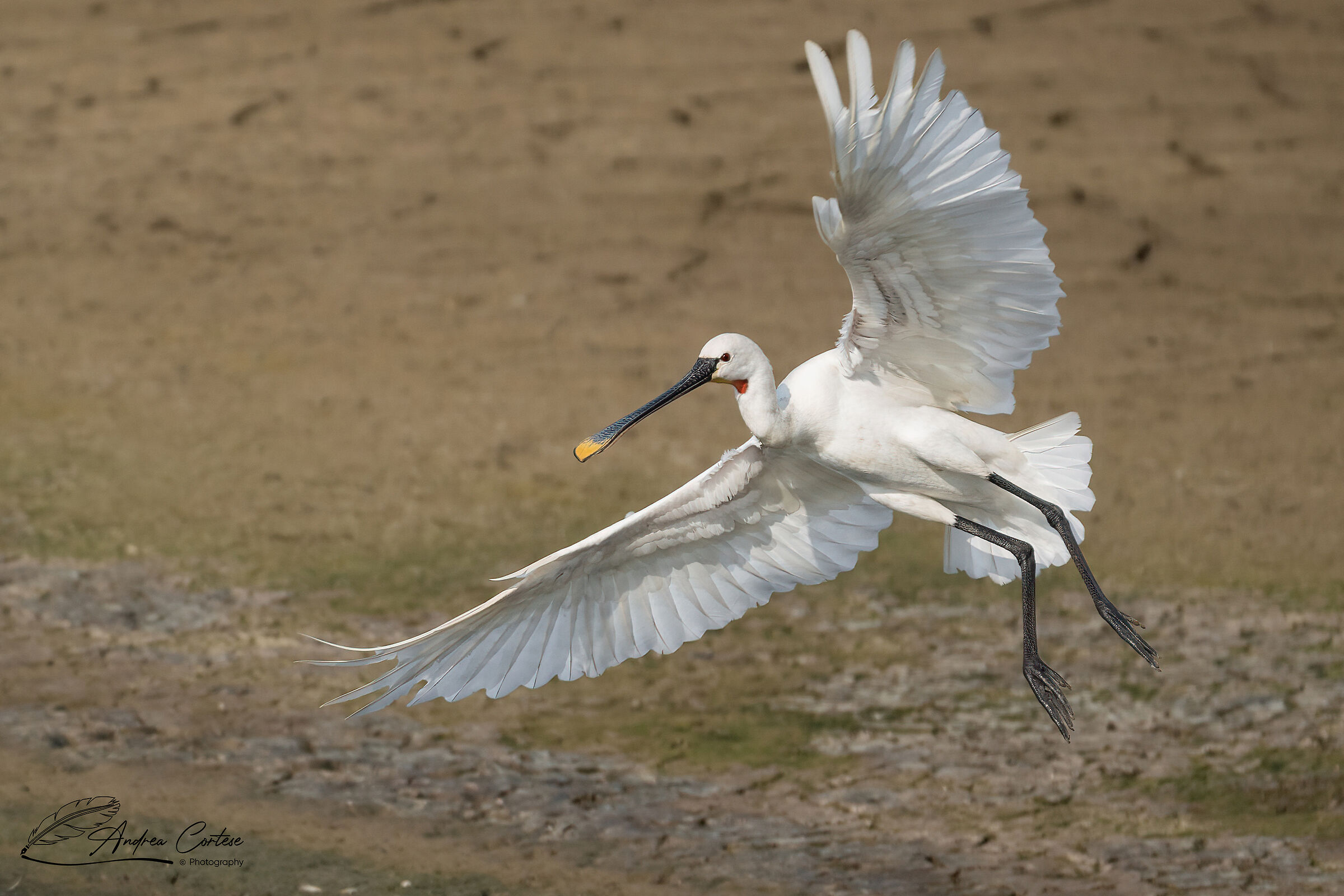 Spatola (Platalea leucorodia)