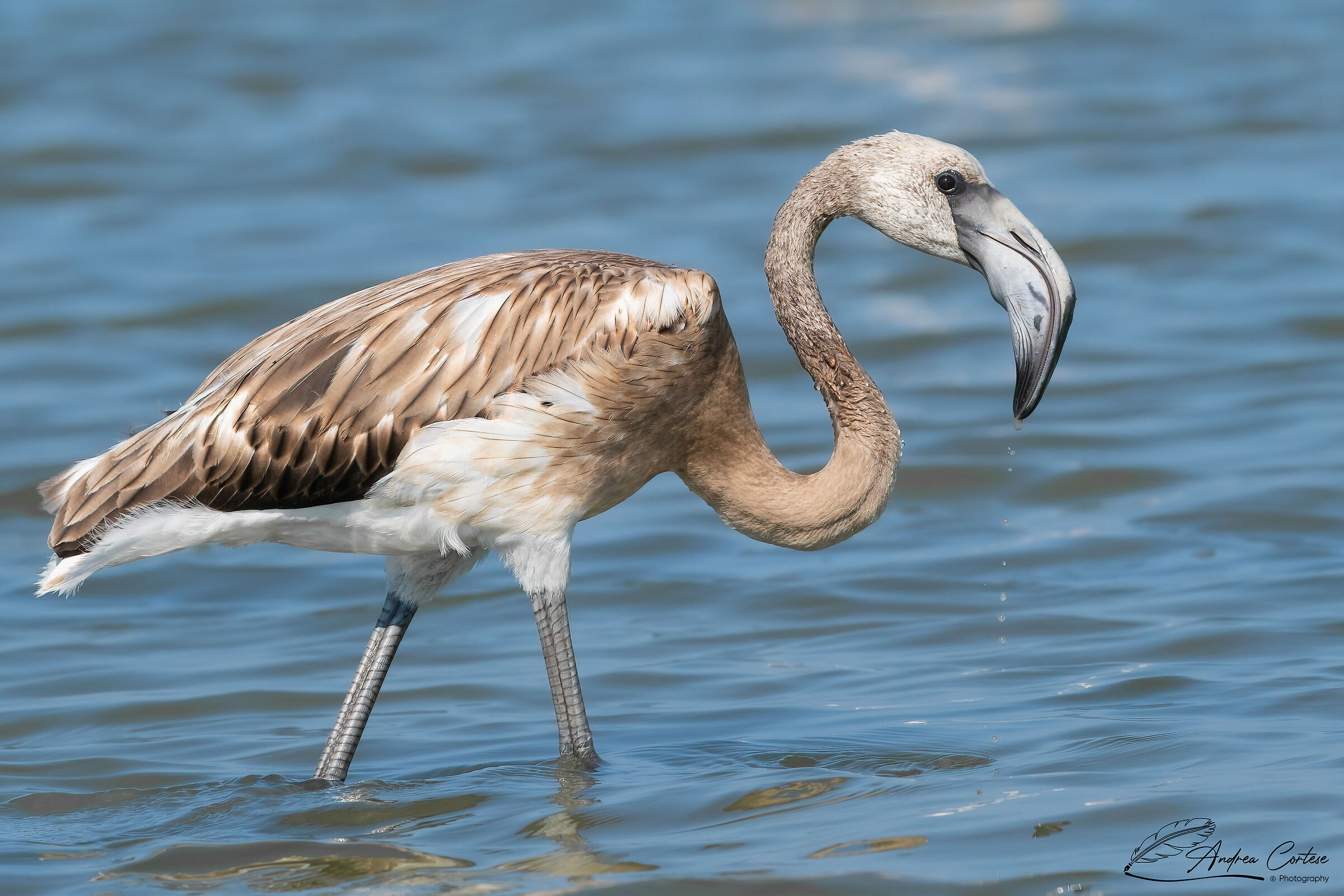 Fenicottero (Phoenicopterus roseus)