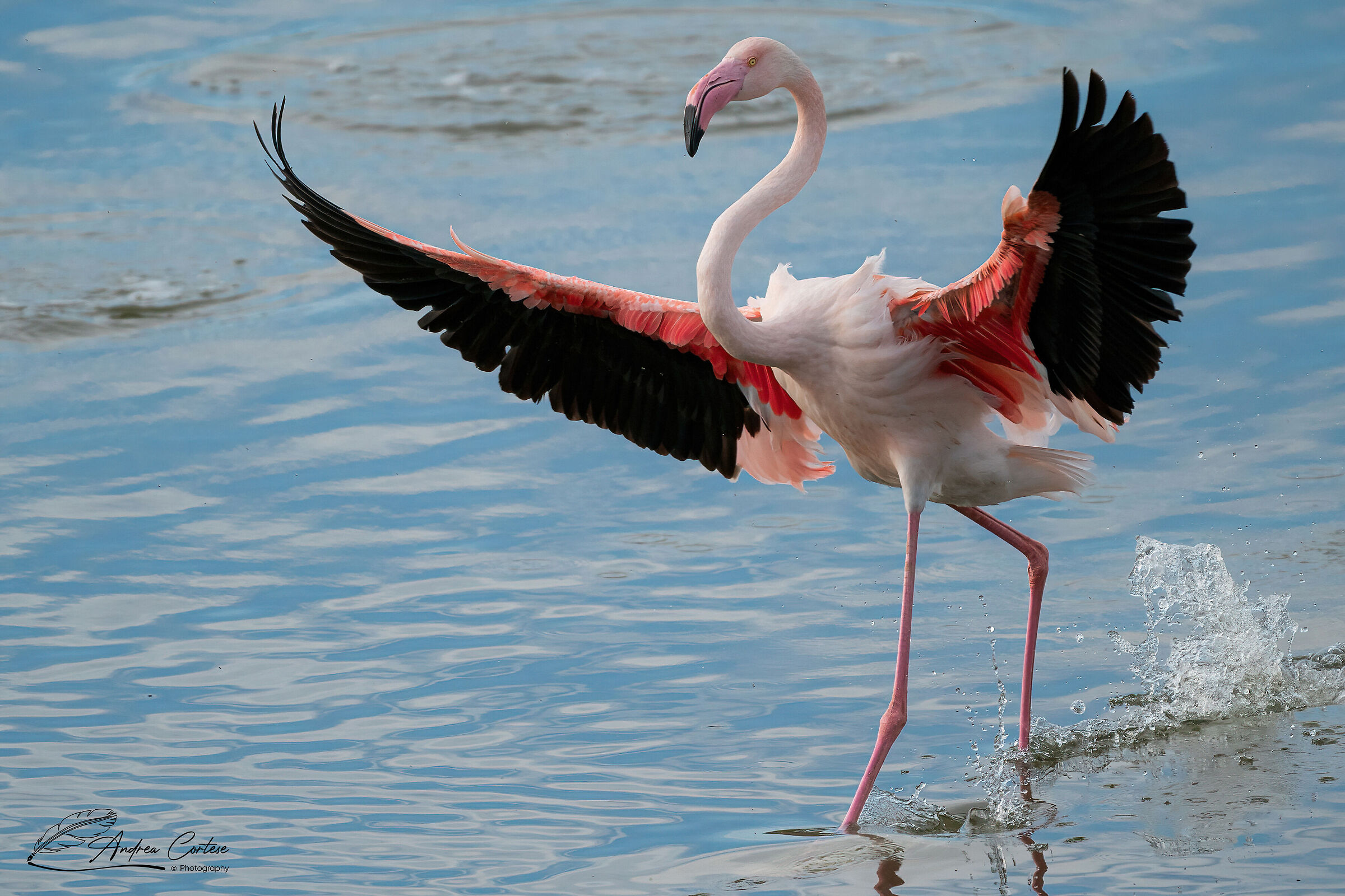 Fenicottero (Phoenicopterus roseus)