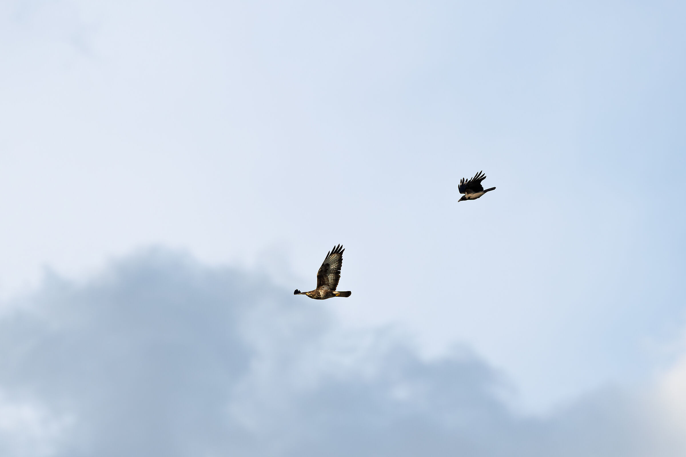 Buzzard