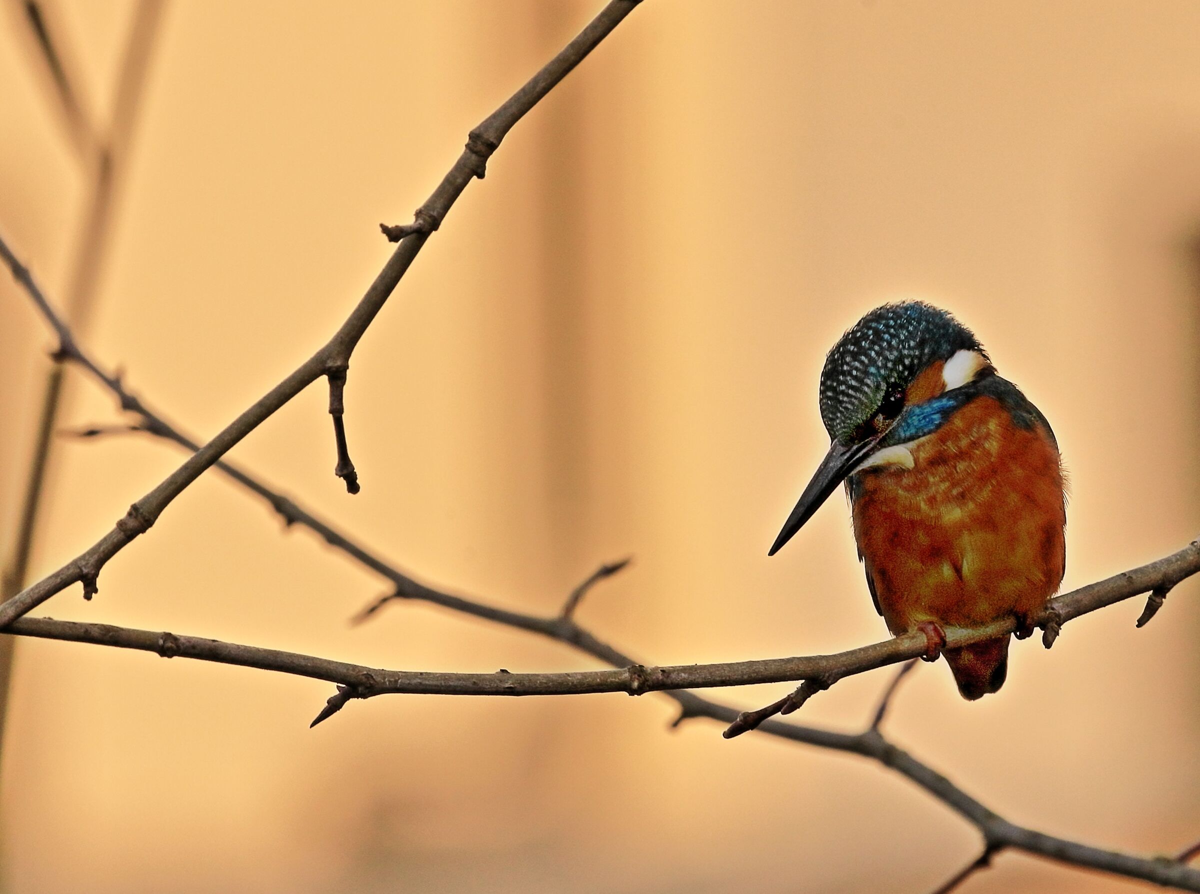 Alcedo
