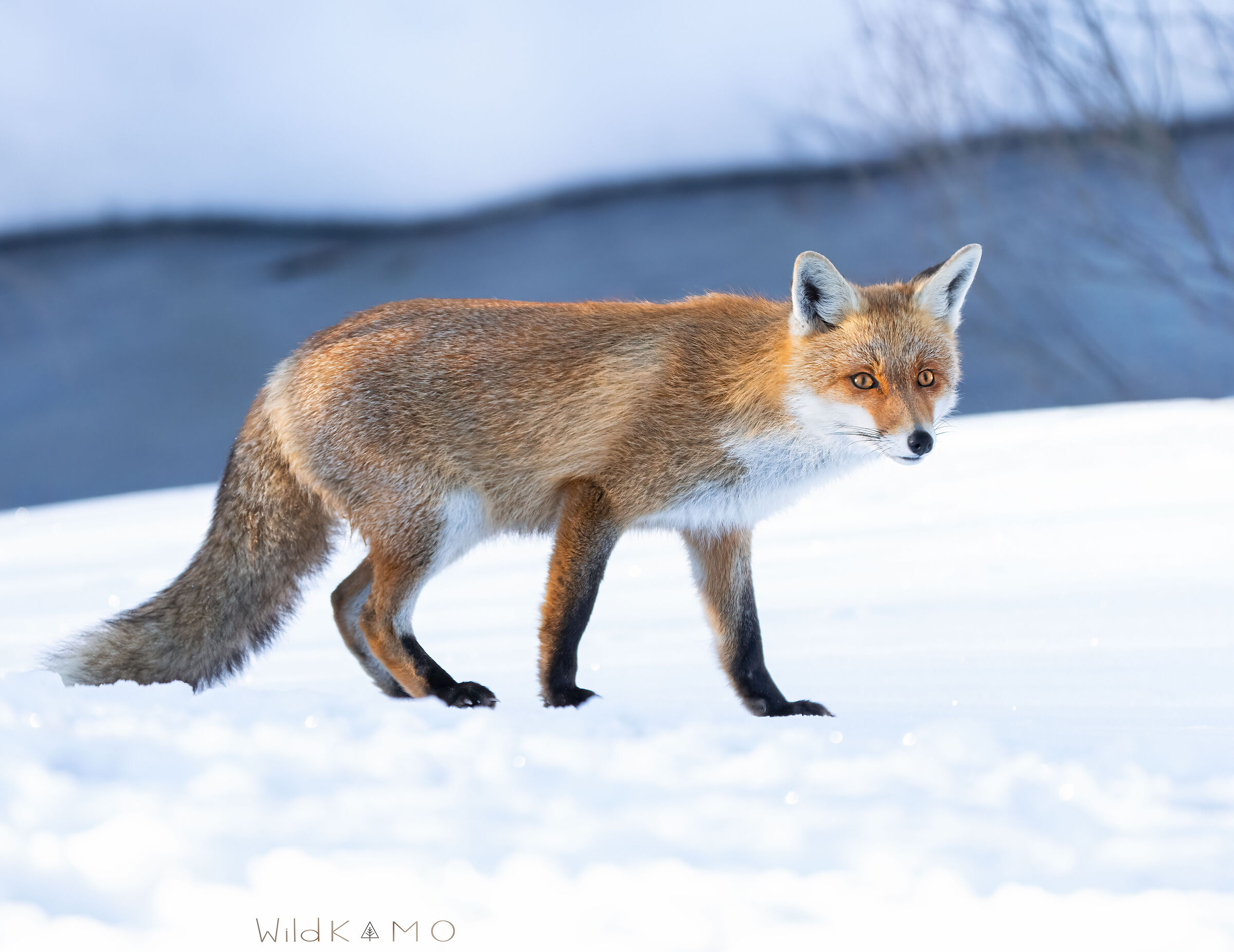 Volpe Rossa lungo il Fiume