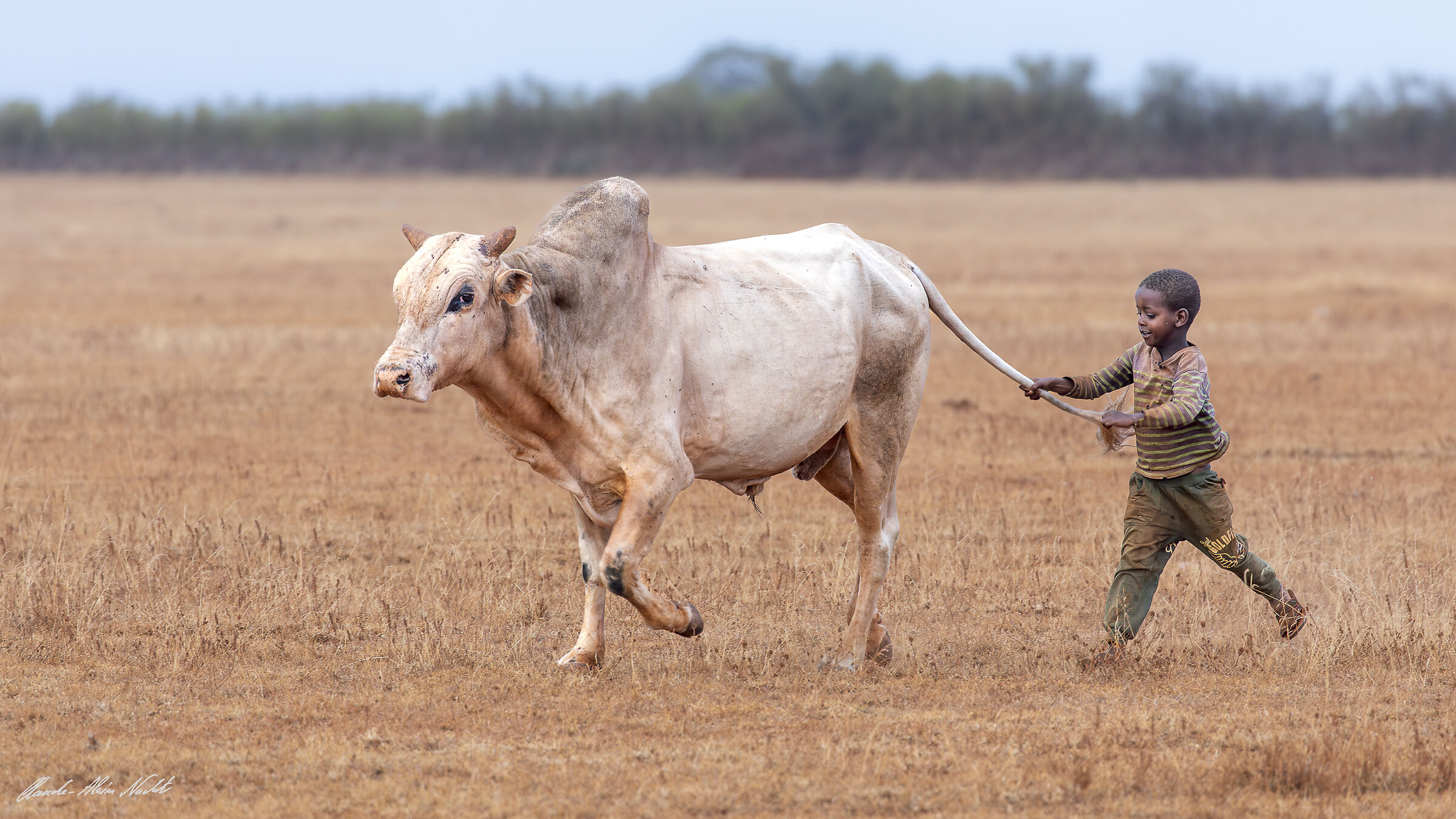 The bull and the child
