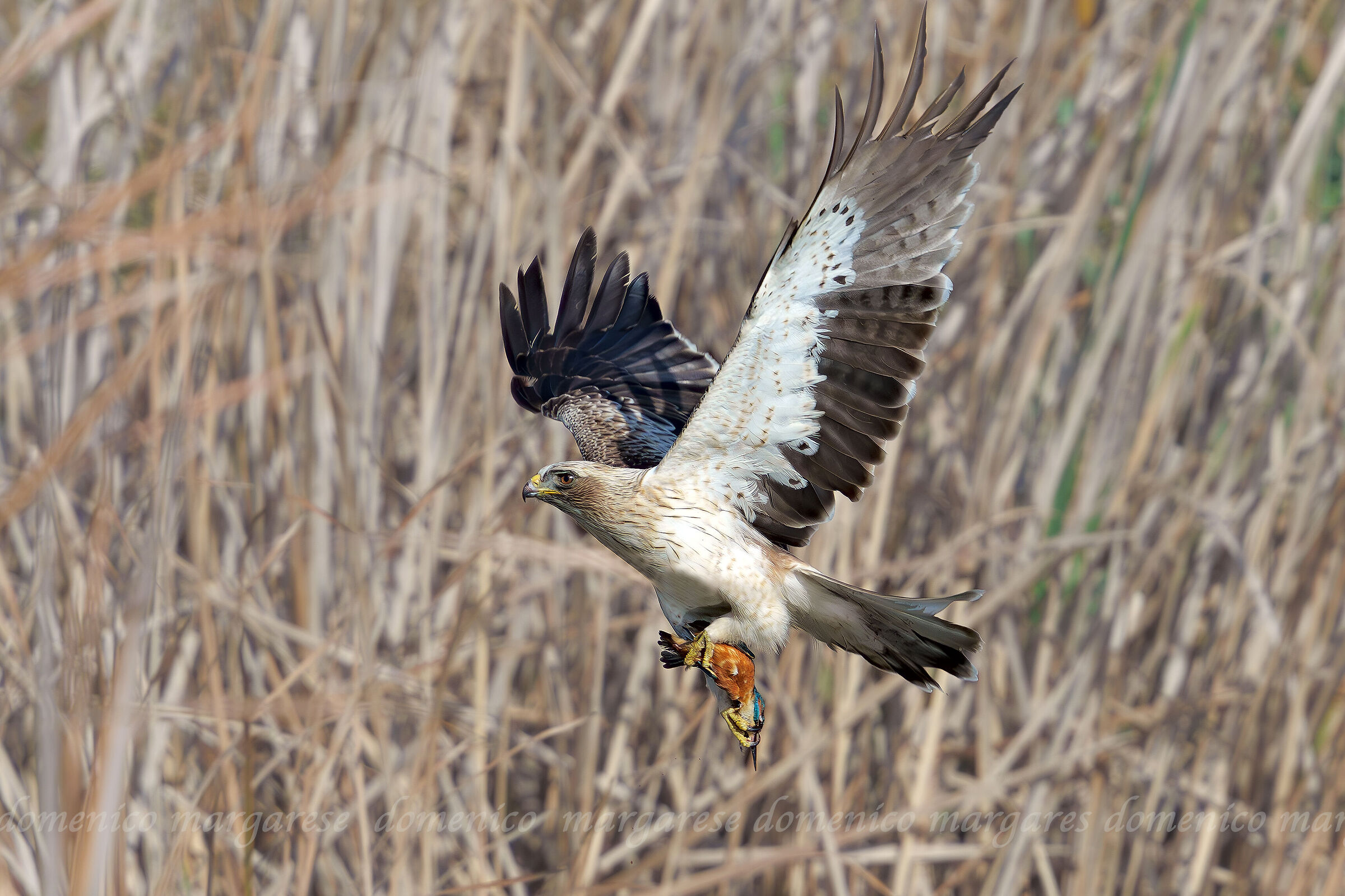 Aquila minore vs martin