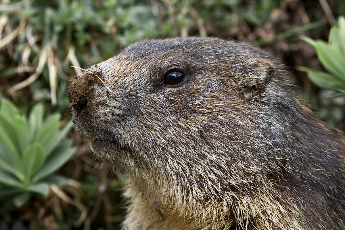 Marmot Ticino
