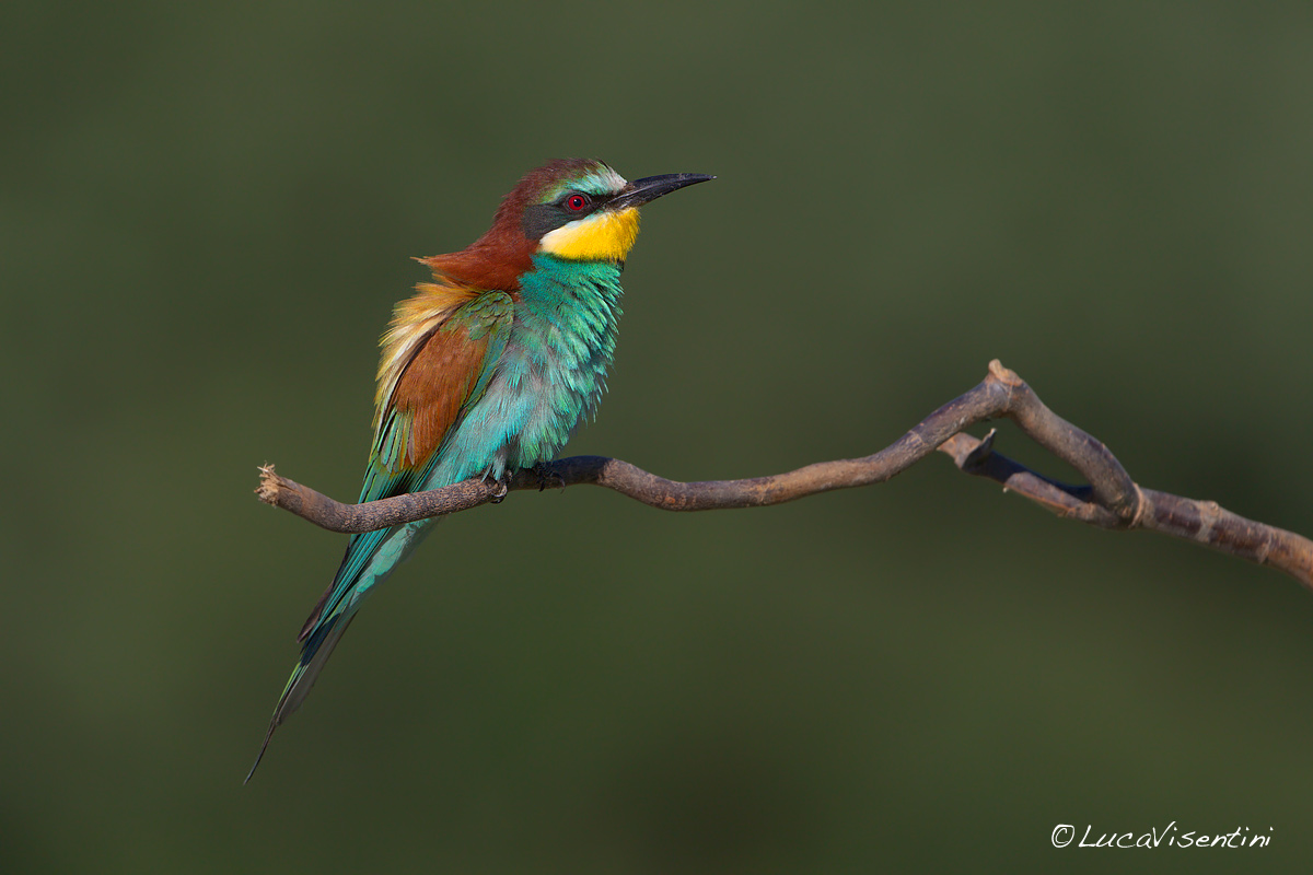 Bee-eater