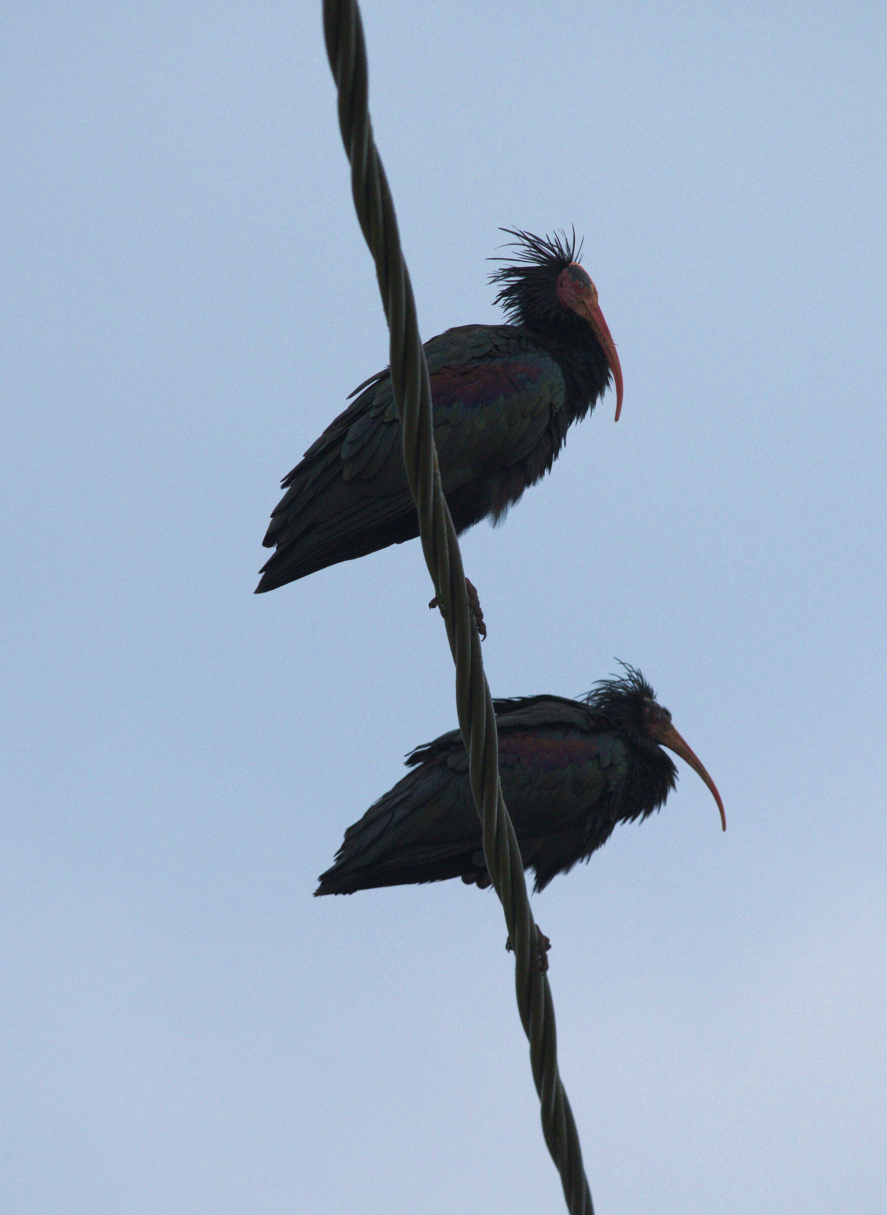 Northern Bald Ibis