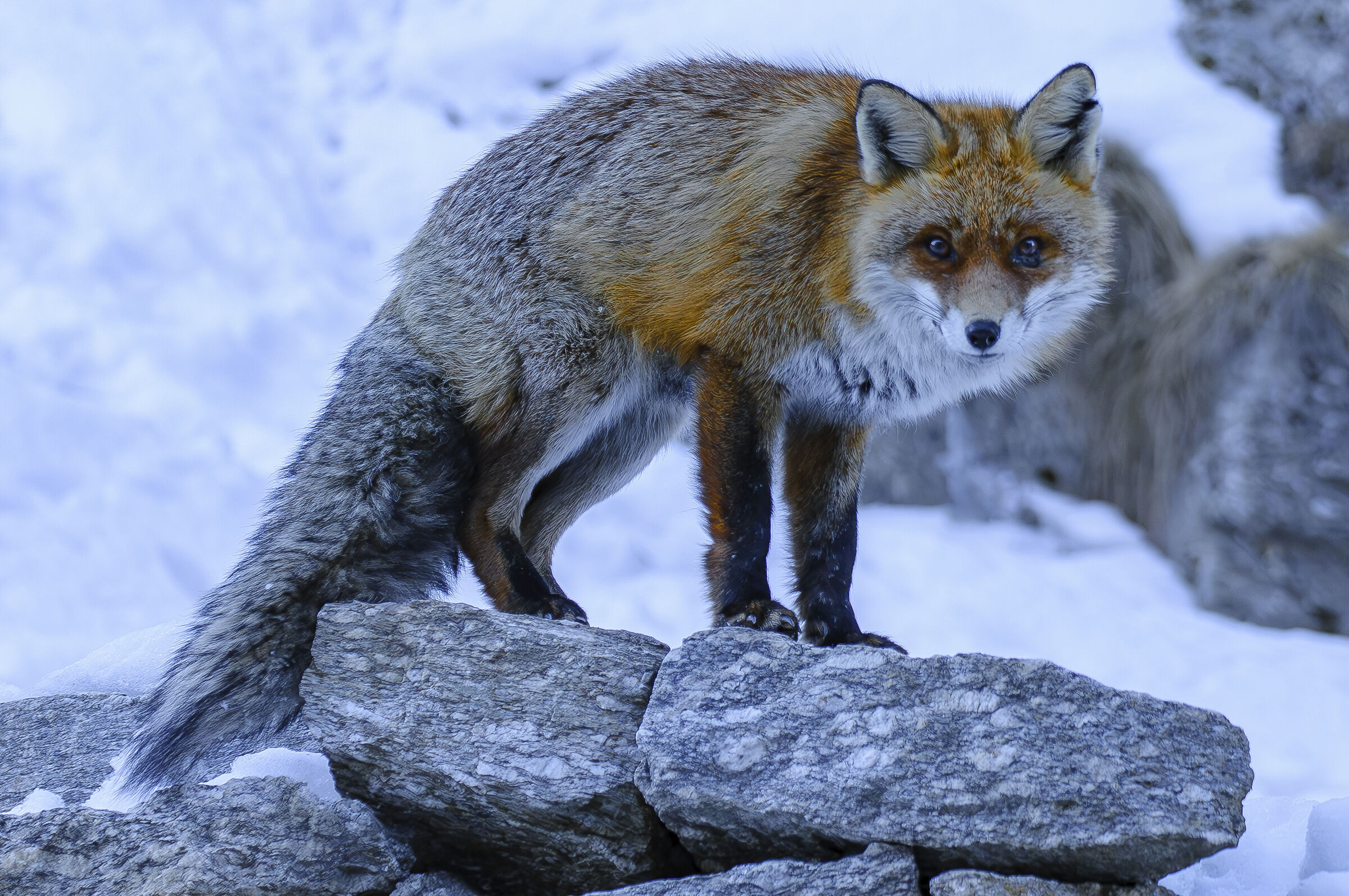 Red fox