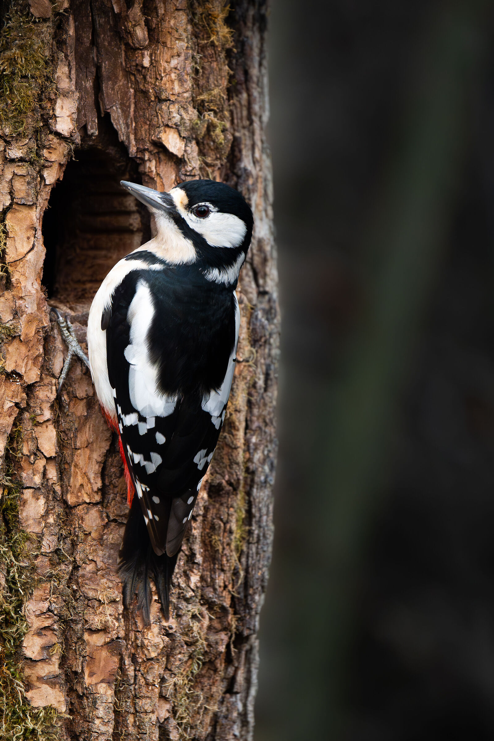 Femmina di picchio rosso maggiore