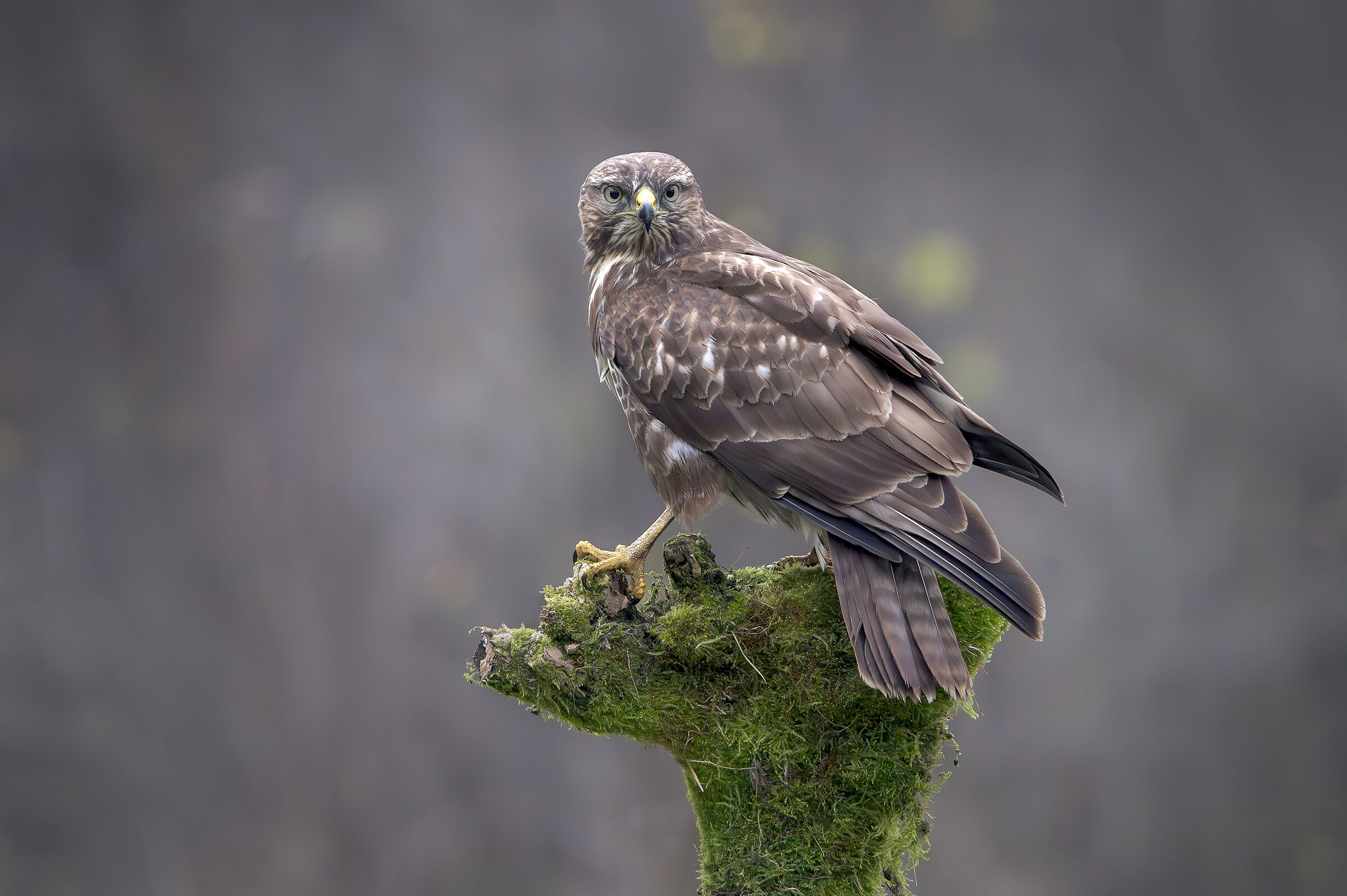 Buzzard in the fog