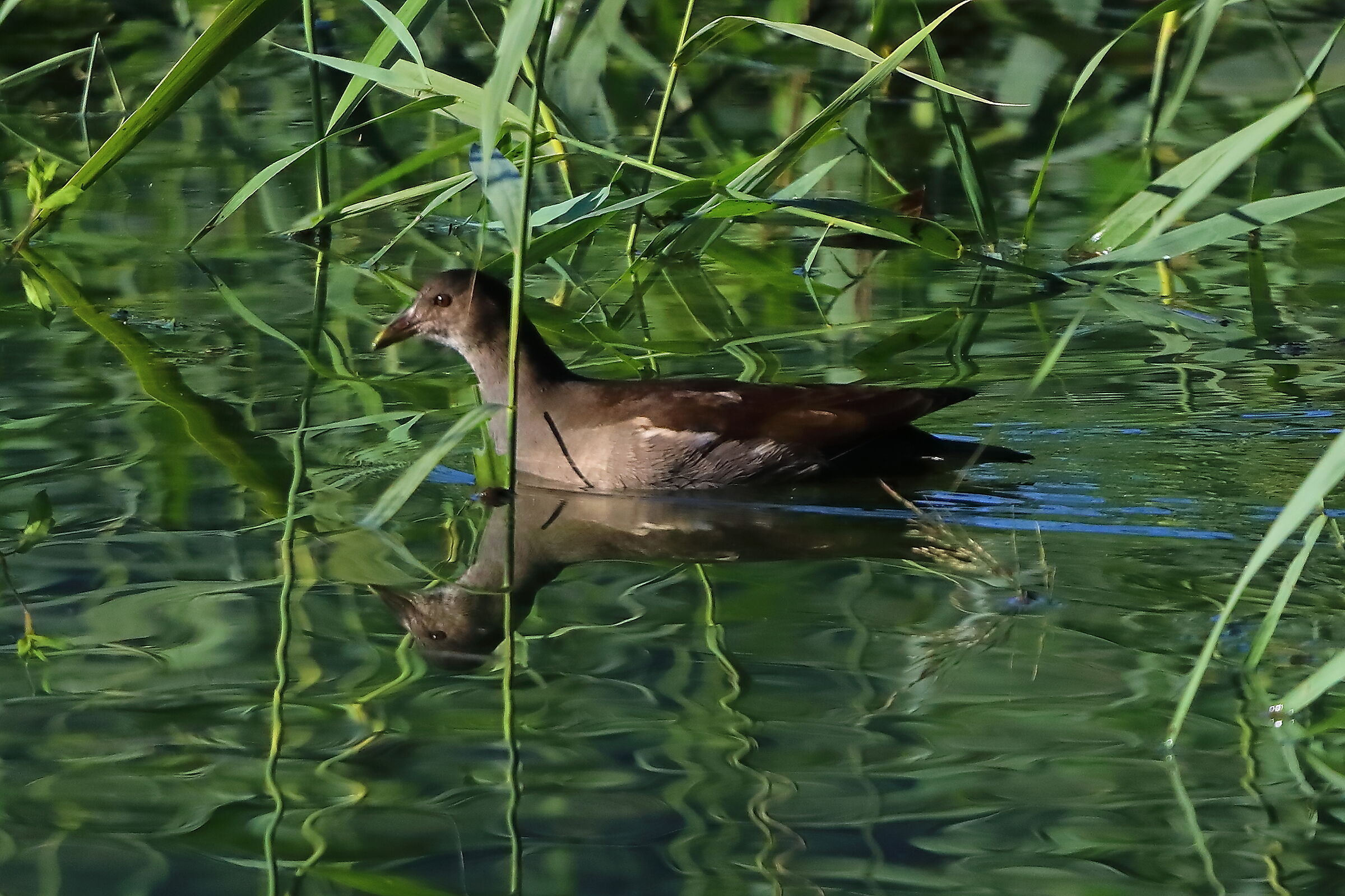 Gallinella 11 ottobre 2024 - 0059