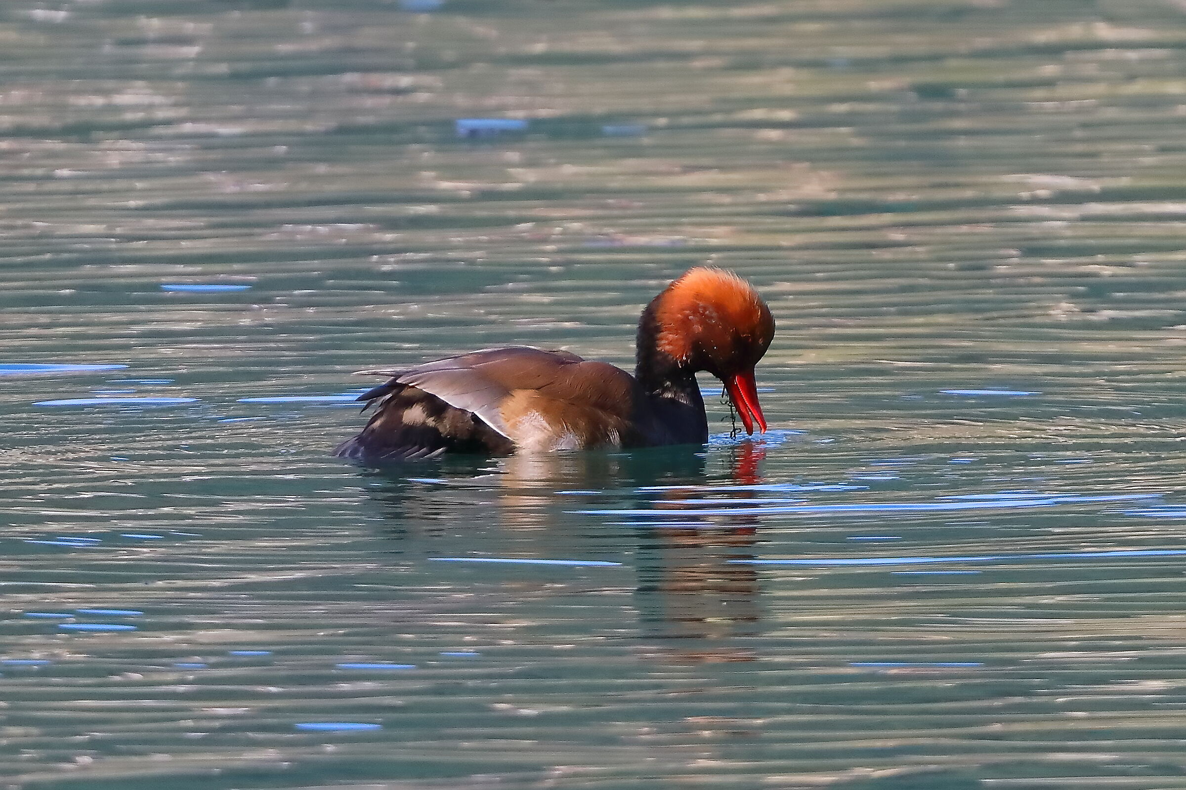 Fistione 11 ottobre 2024 - 0062