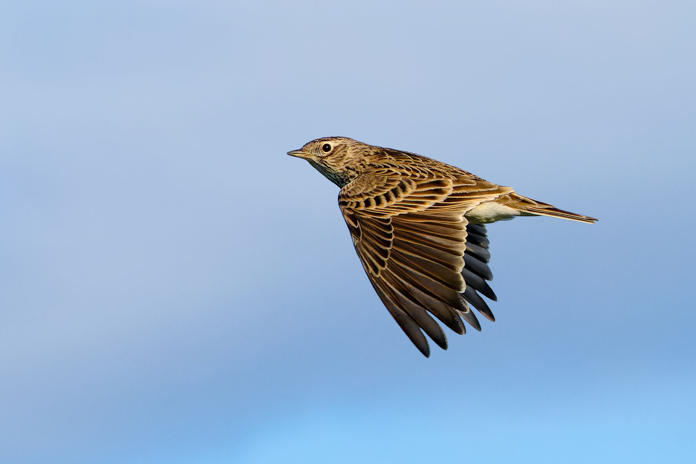 Lark