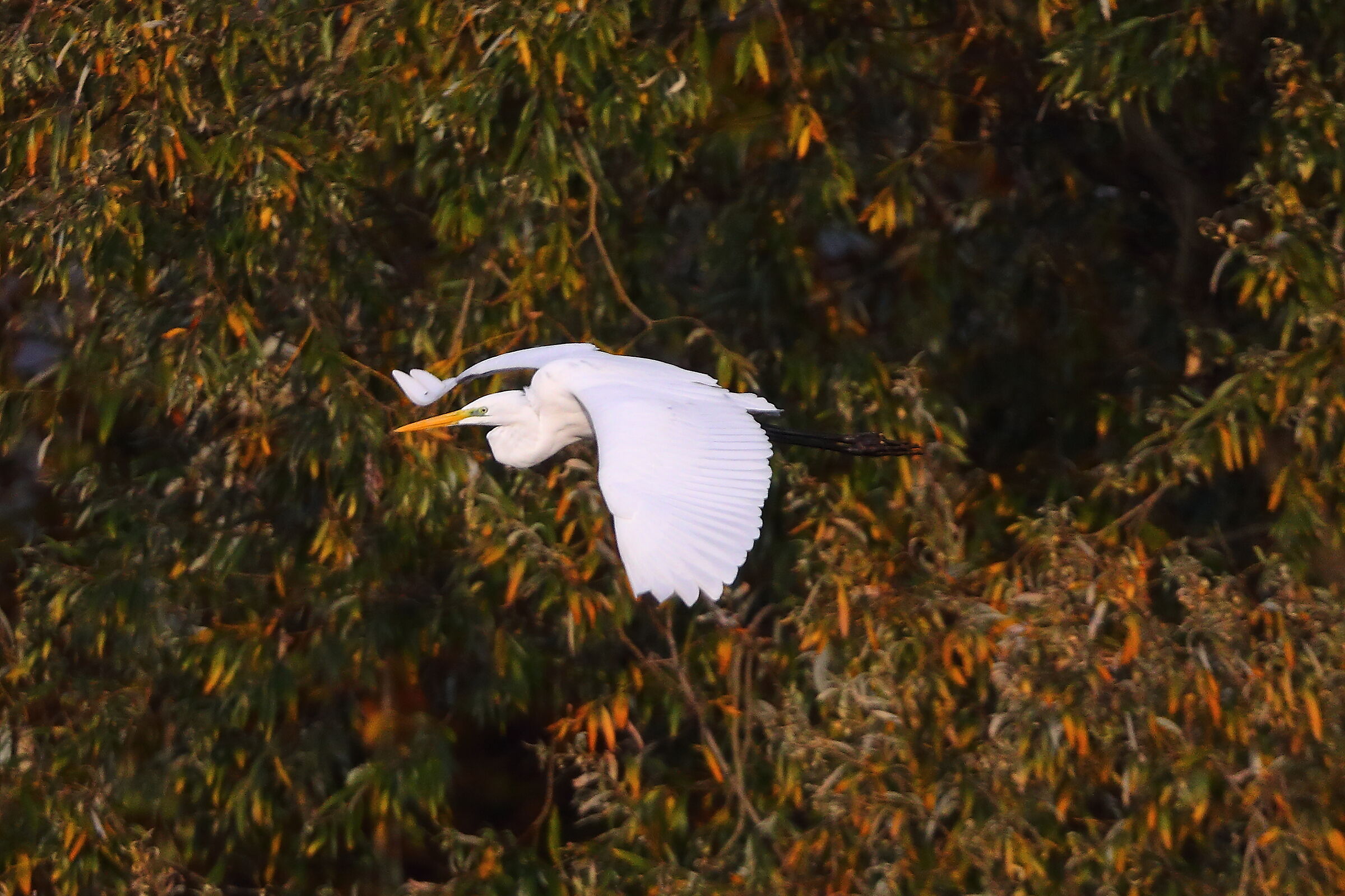 Airone BM 09 novembre 2024 - 0167