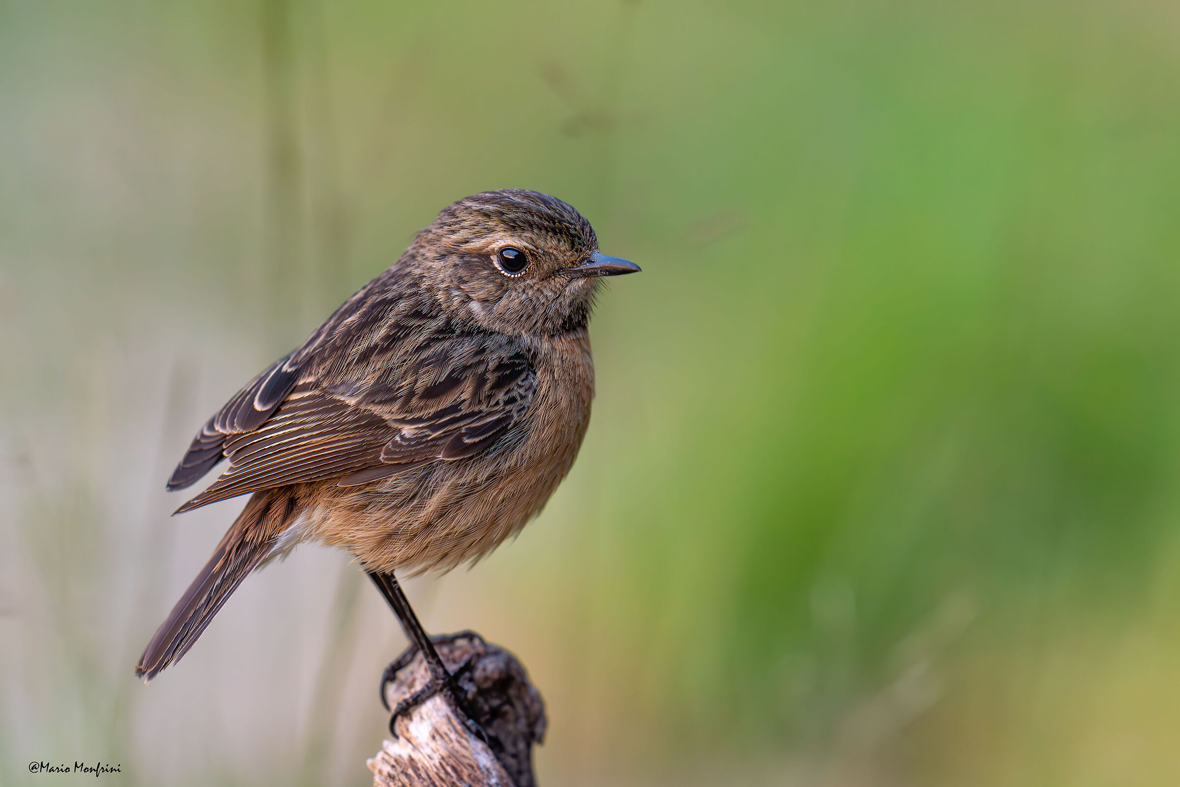 Saltimpalo (Saxicola torquatus)
