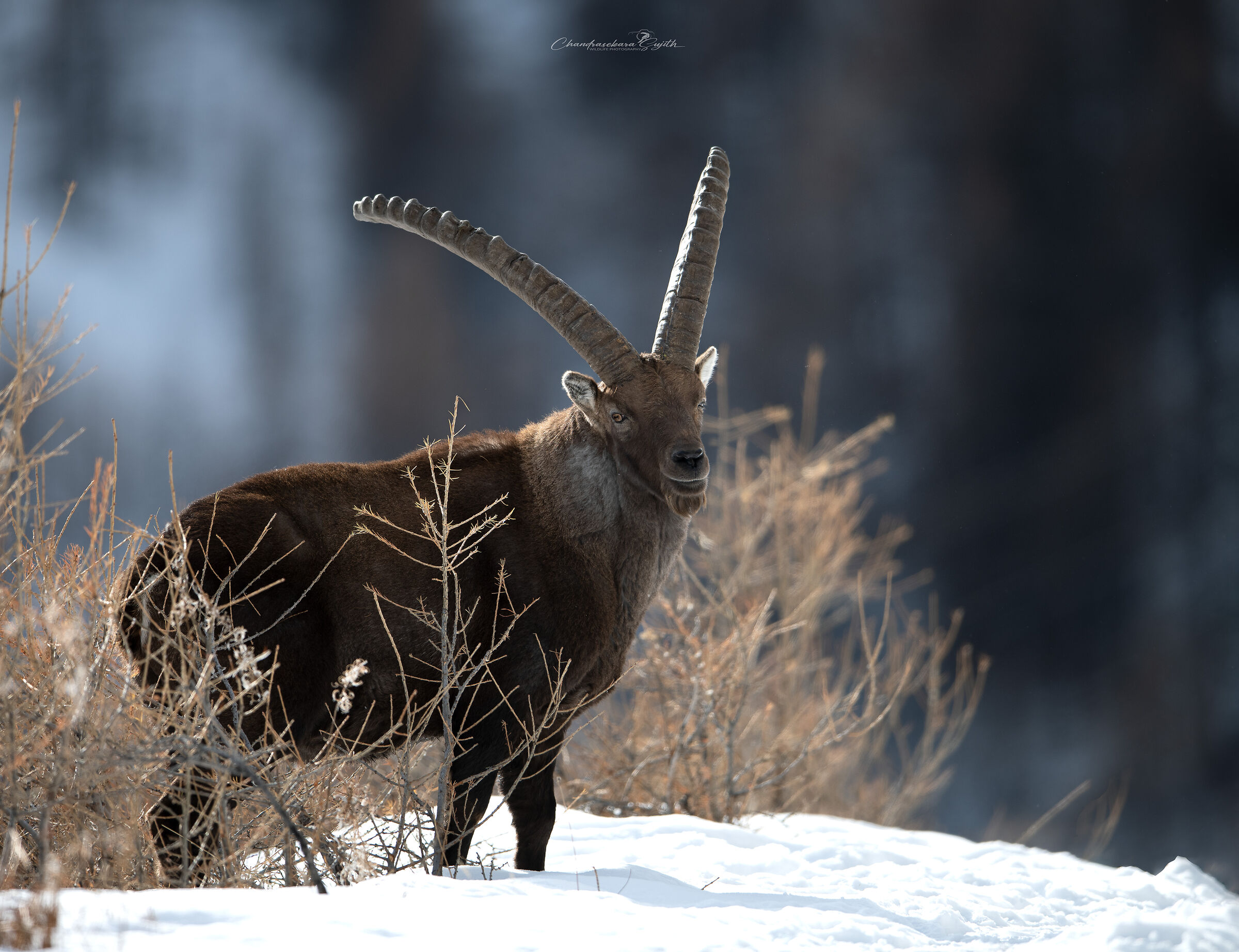 ibex