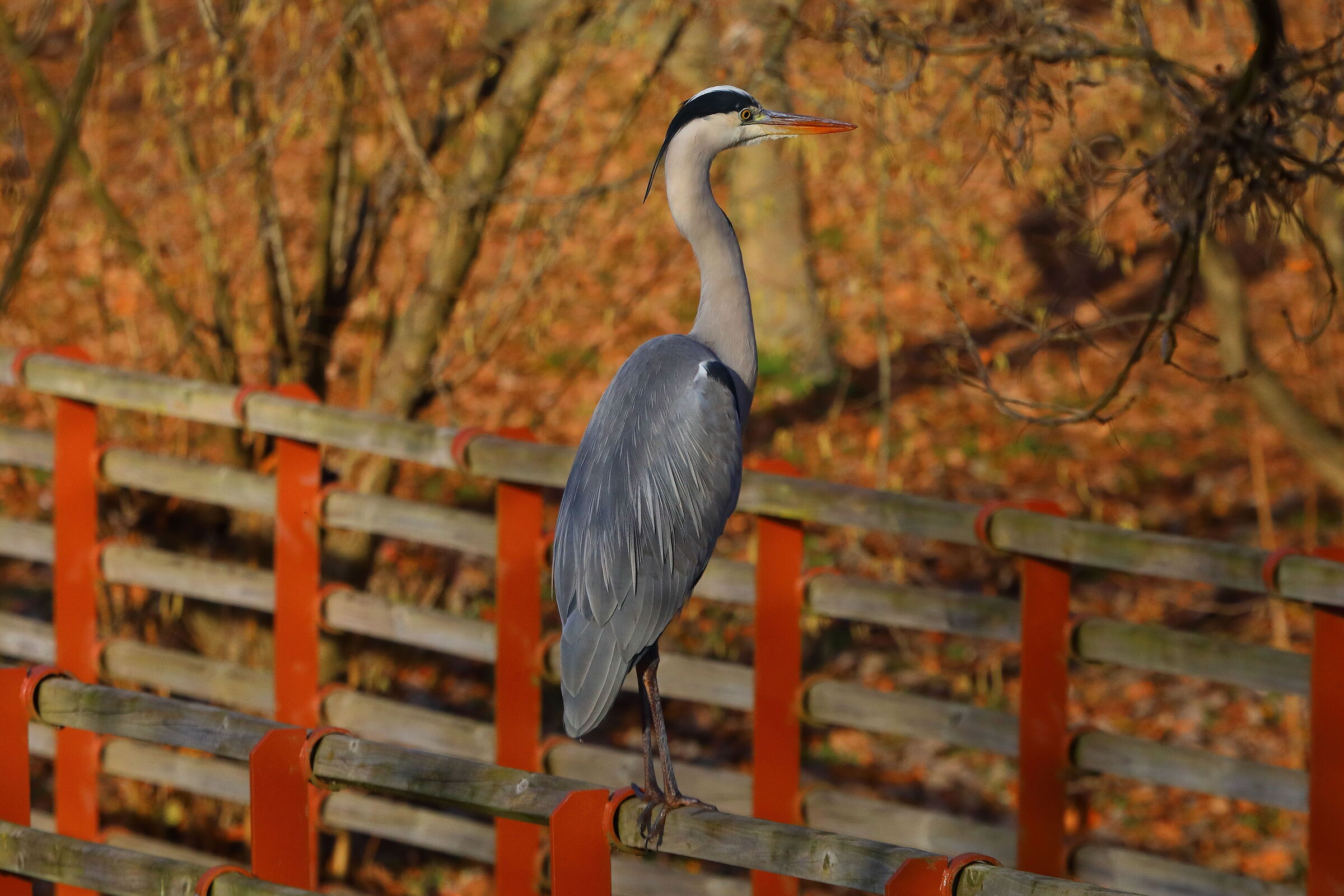 Cenerino 17 dicembre 2024 - 0019