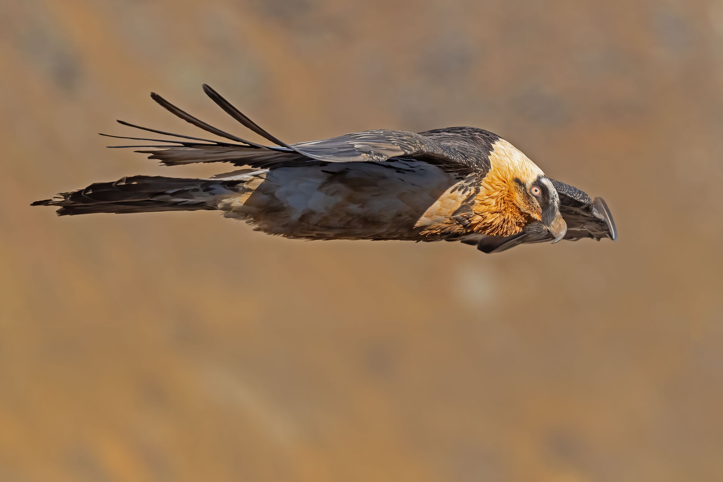 At the height of the Bearded Vulture