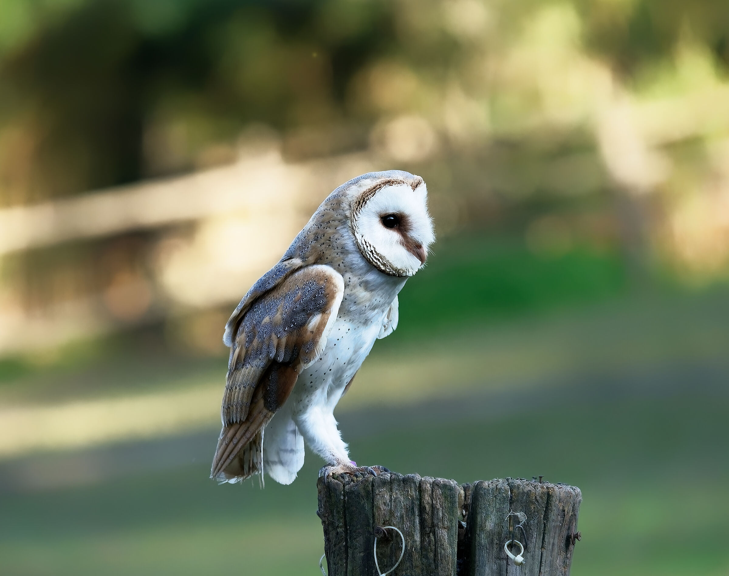 Common Barn Owl