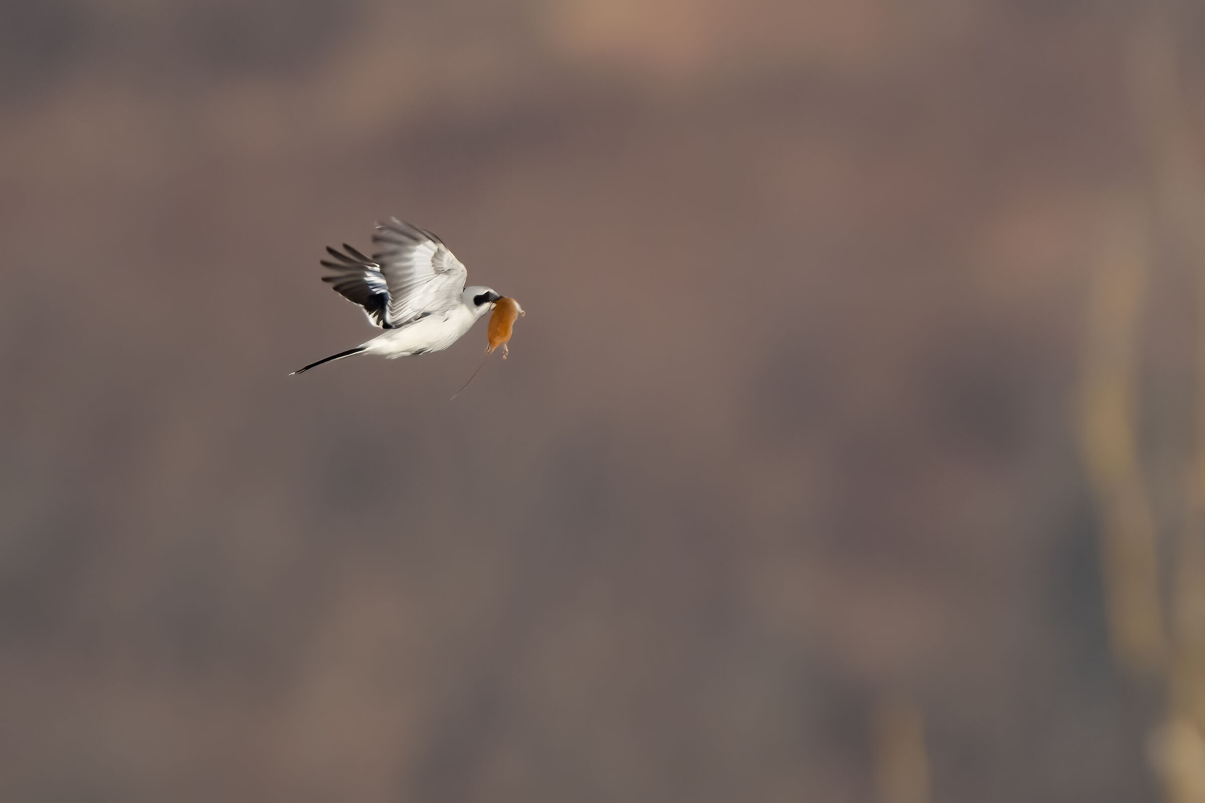 Great Shrike with prey