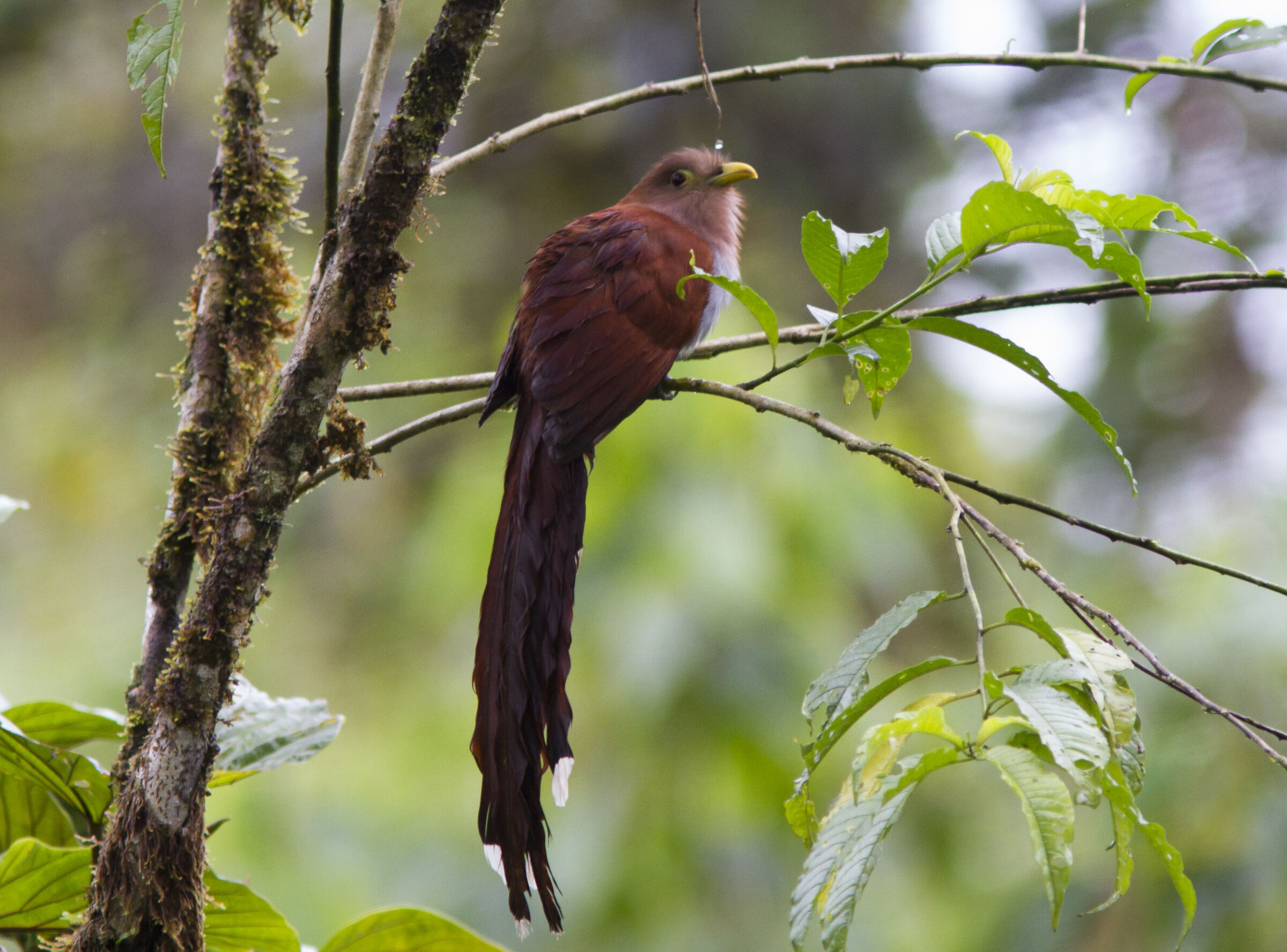 Black-bellied cuckoo Mindo Ecuador