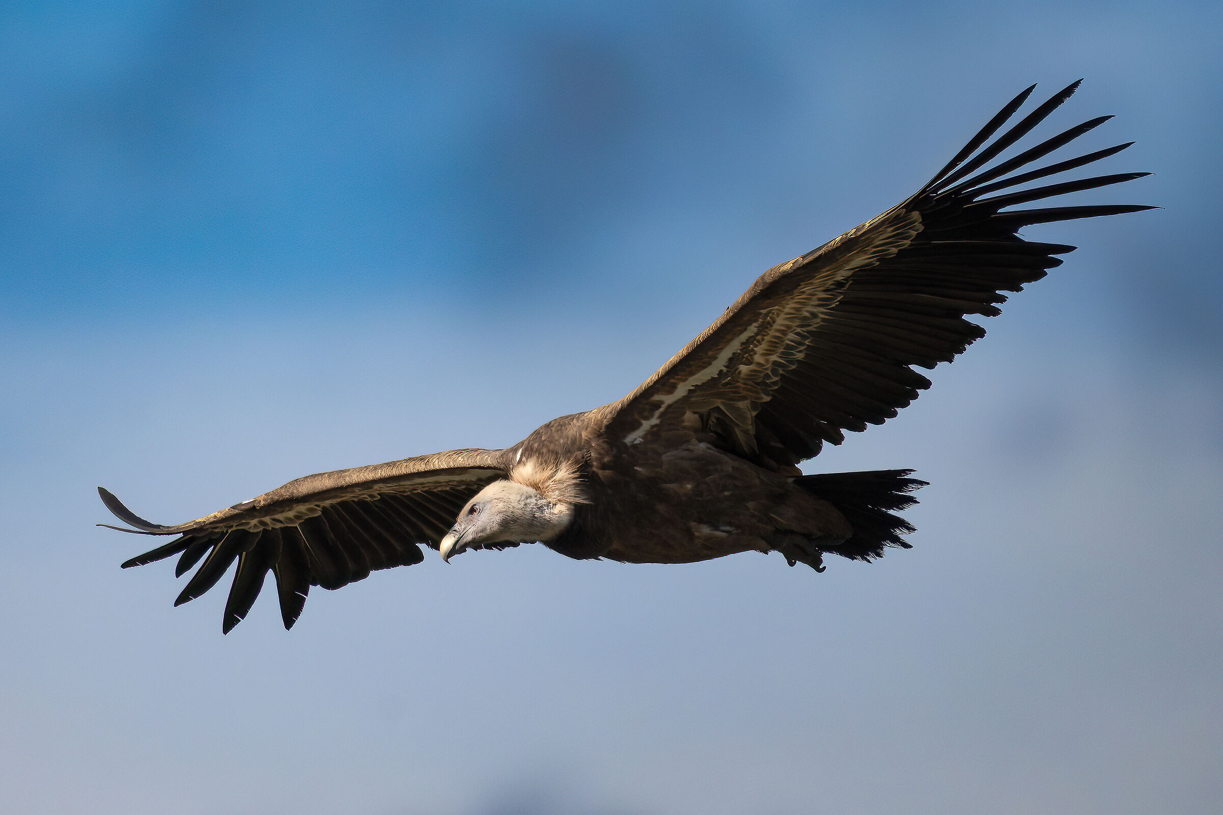 Griffin - Barronies Provencal