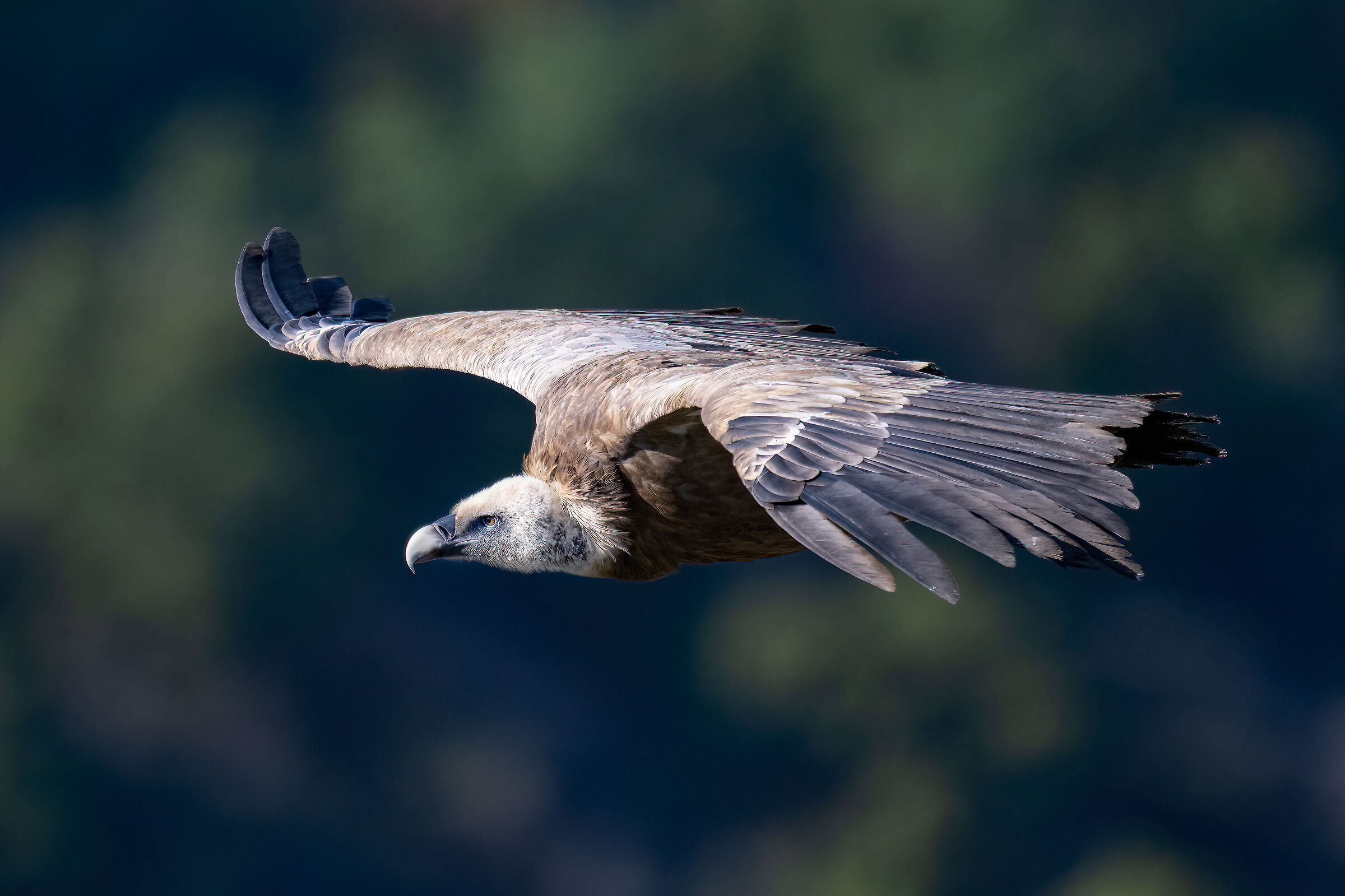 Griffin - Barronies Provencal