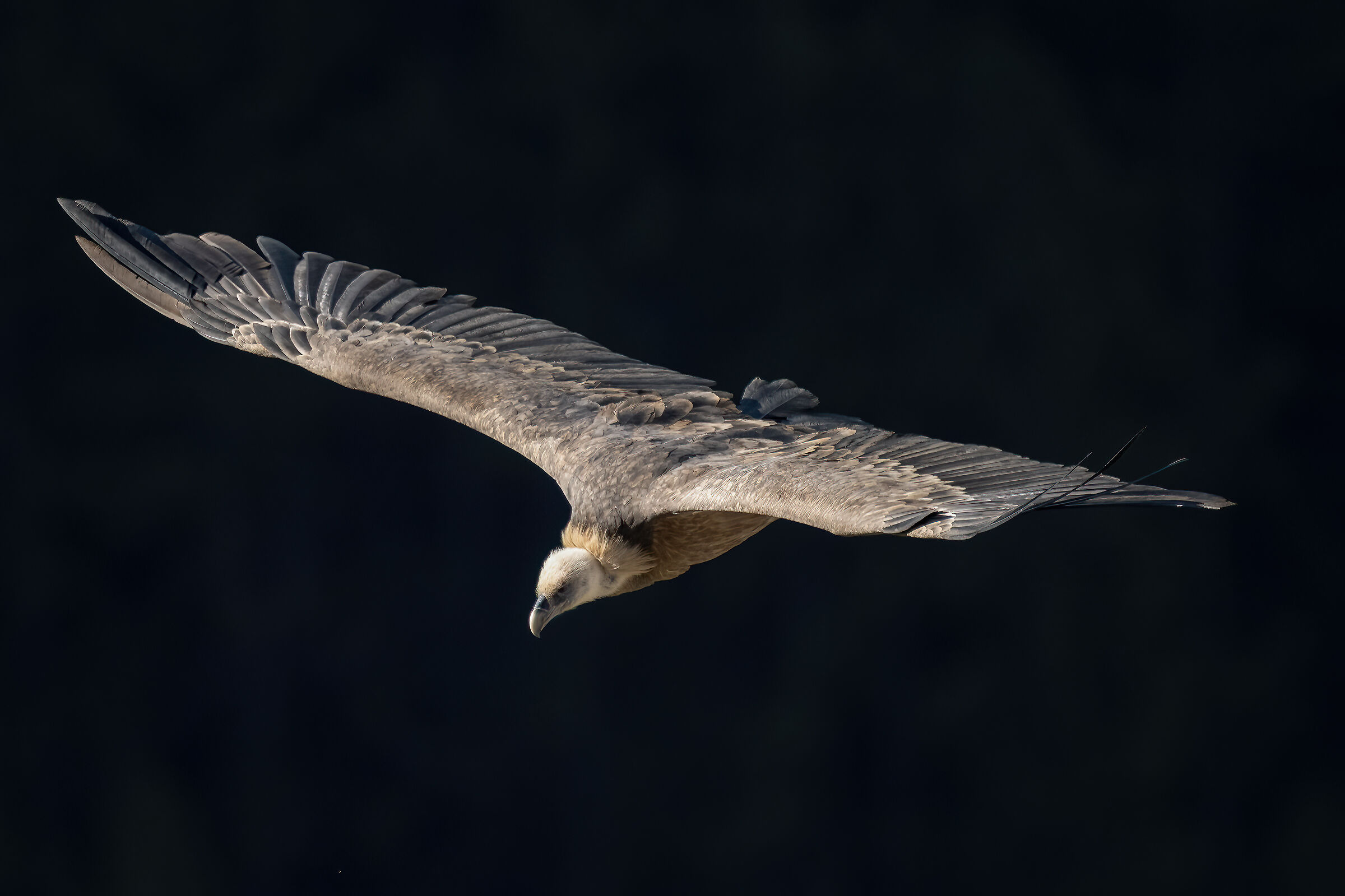 Griffin - Barronies Provencal