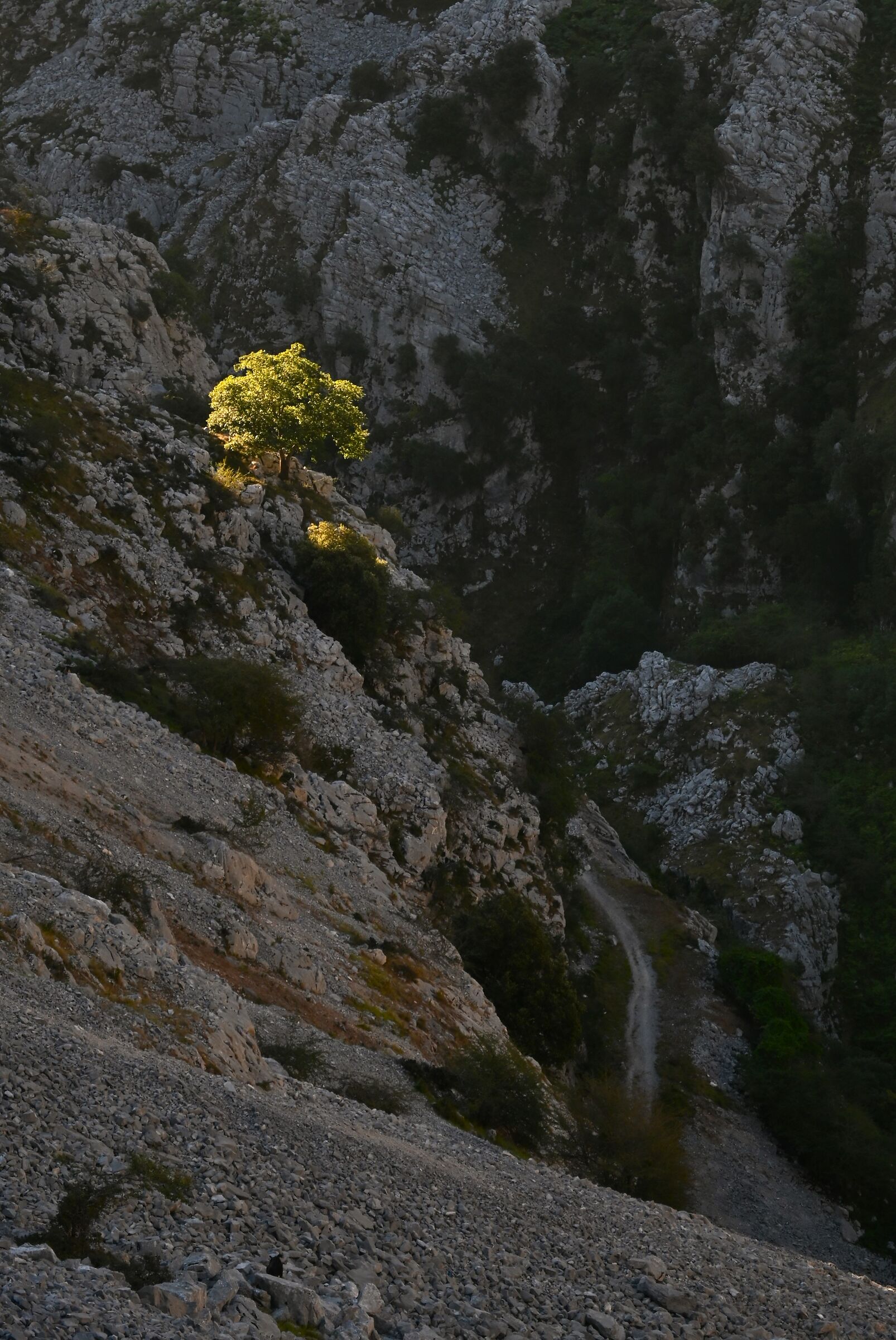 The golden tree