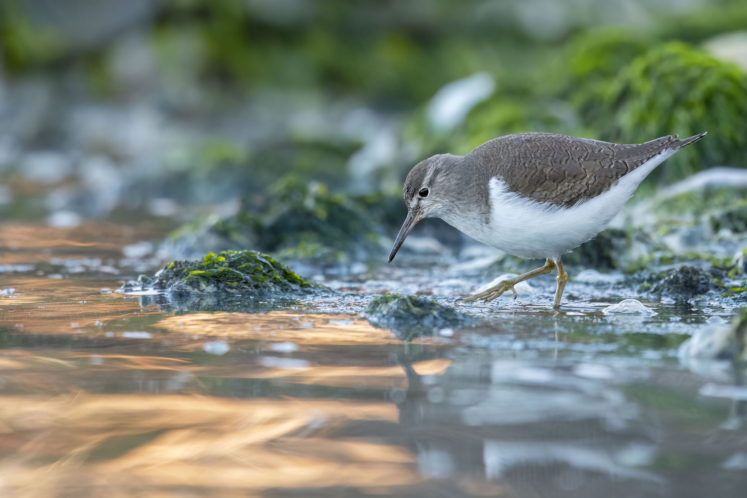 Un tuffo nell'oro per il Piro Piro Piccolo