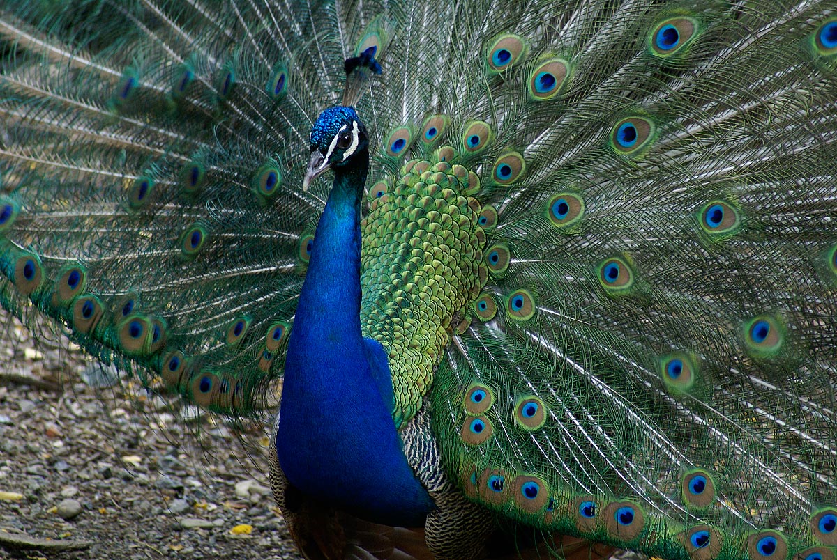 Peacock