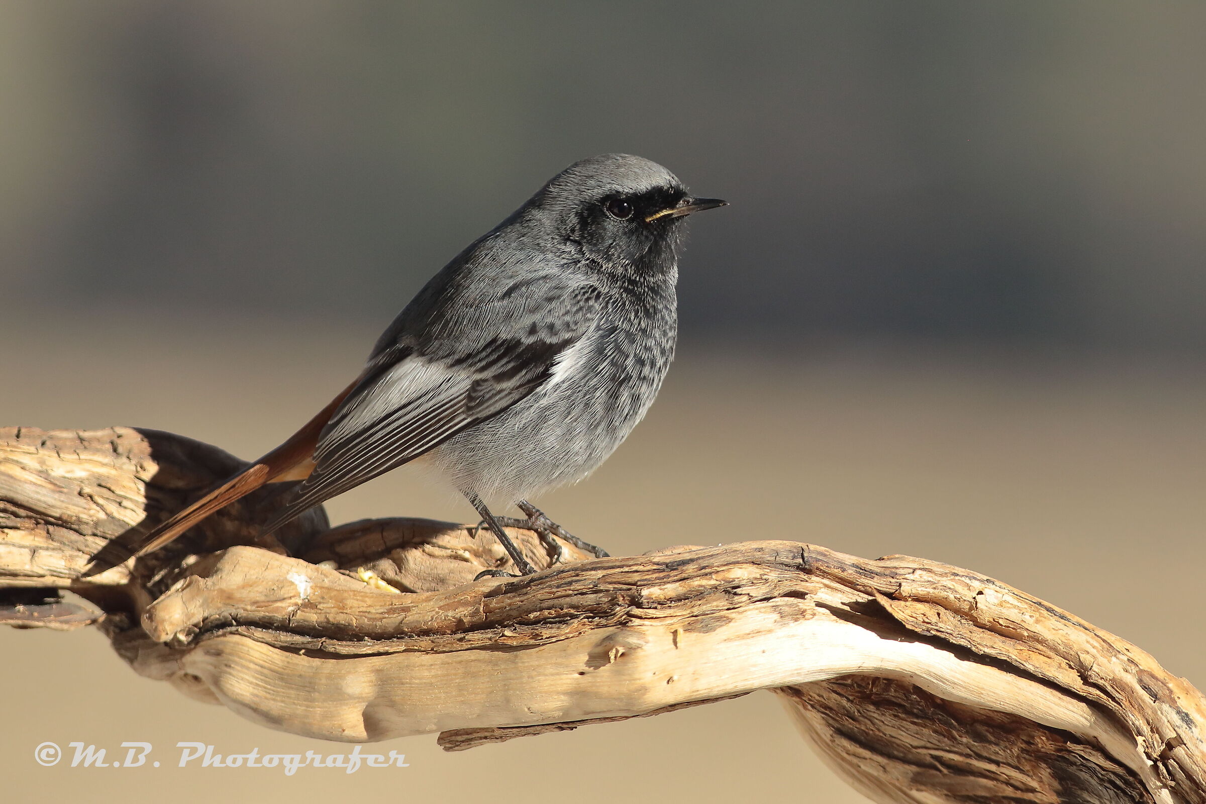 Redstart at sunset