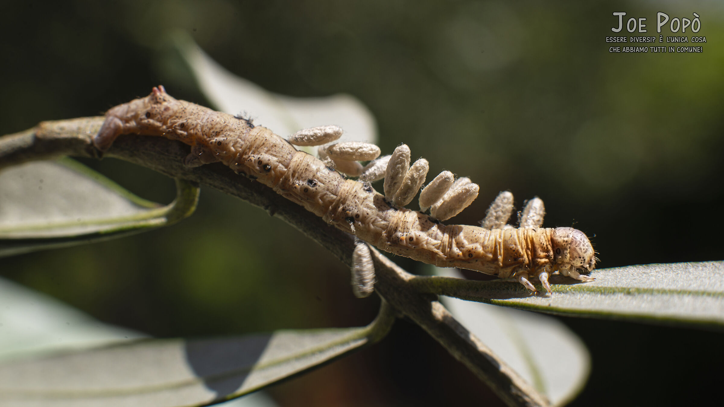 Like a silkworm, potentially a butterfly.