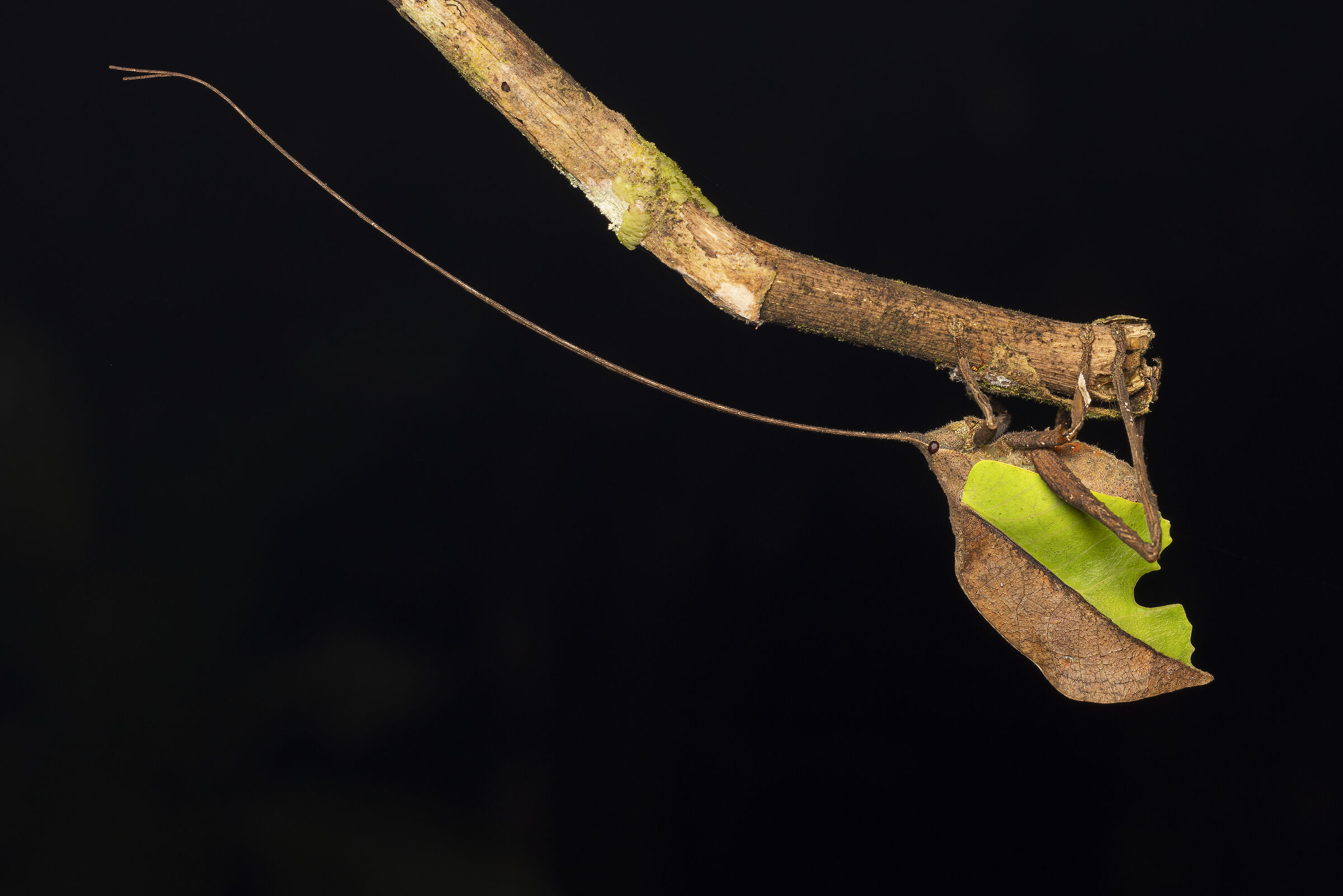 Dry/green leaf cricket, a case of mimicry
