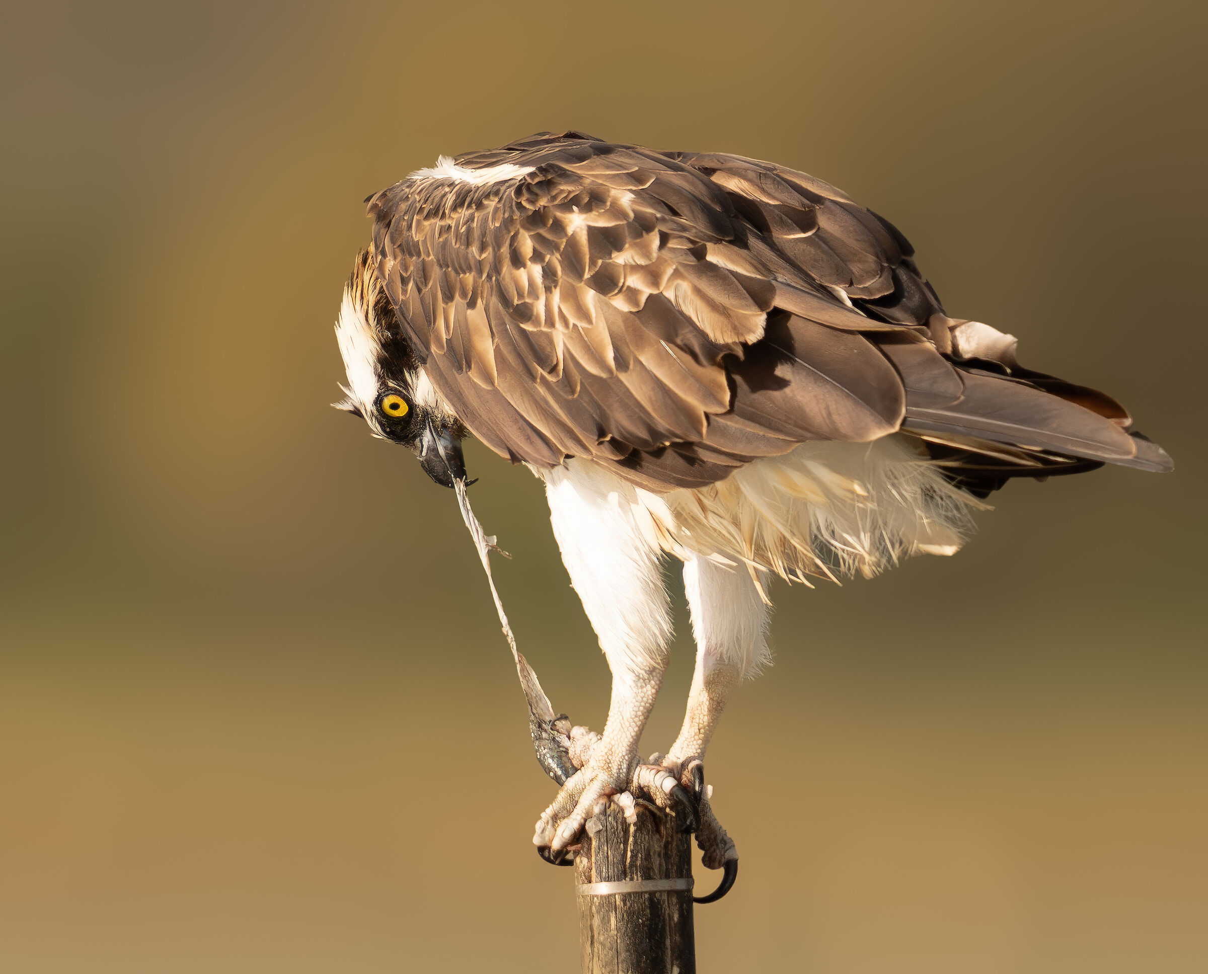 Osprey with prey