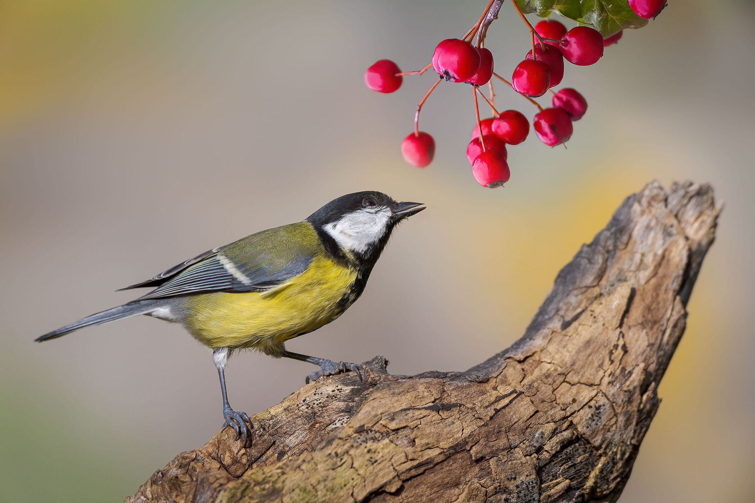 Cinciallegra interessata