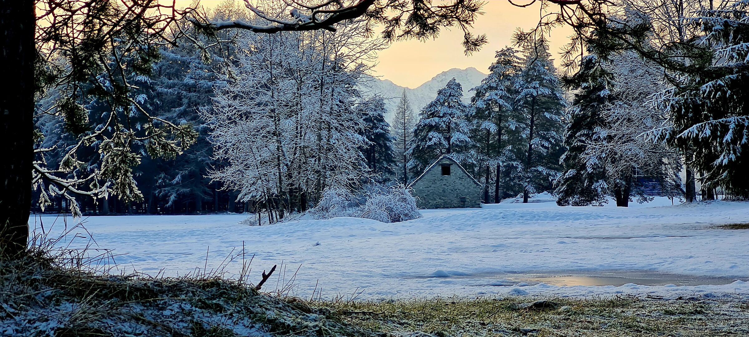 Winter in the pine forest