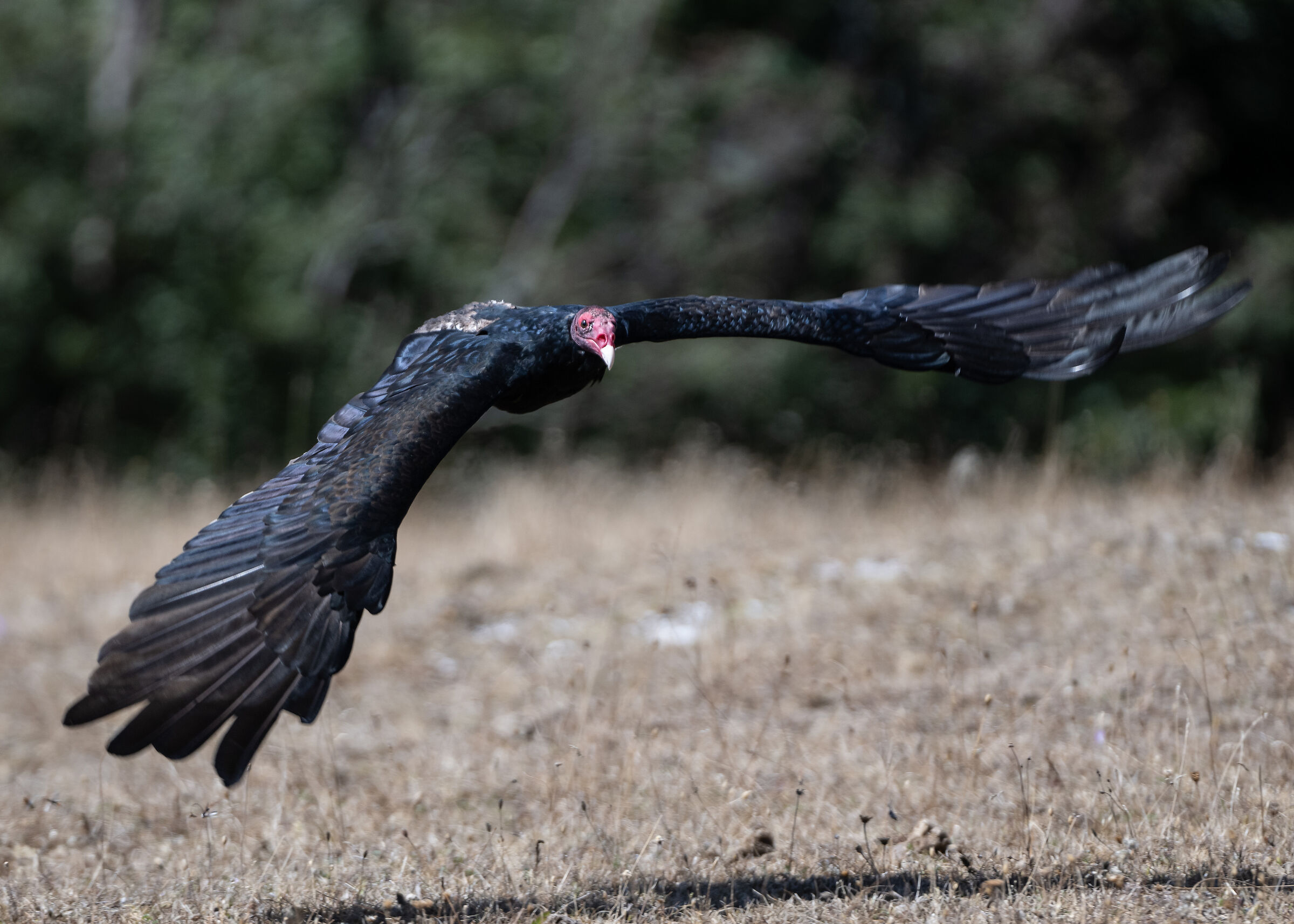 Avvoltoio collorosso