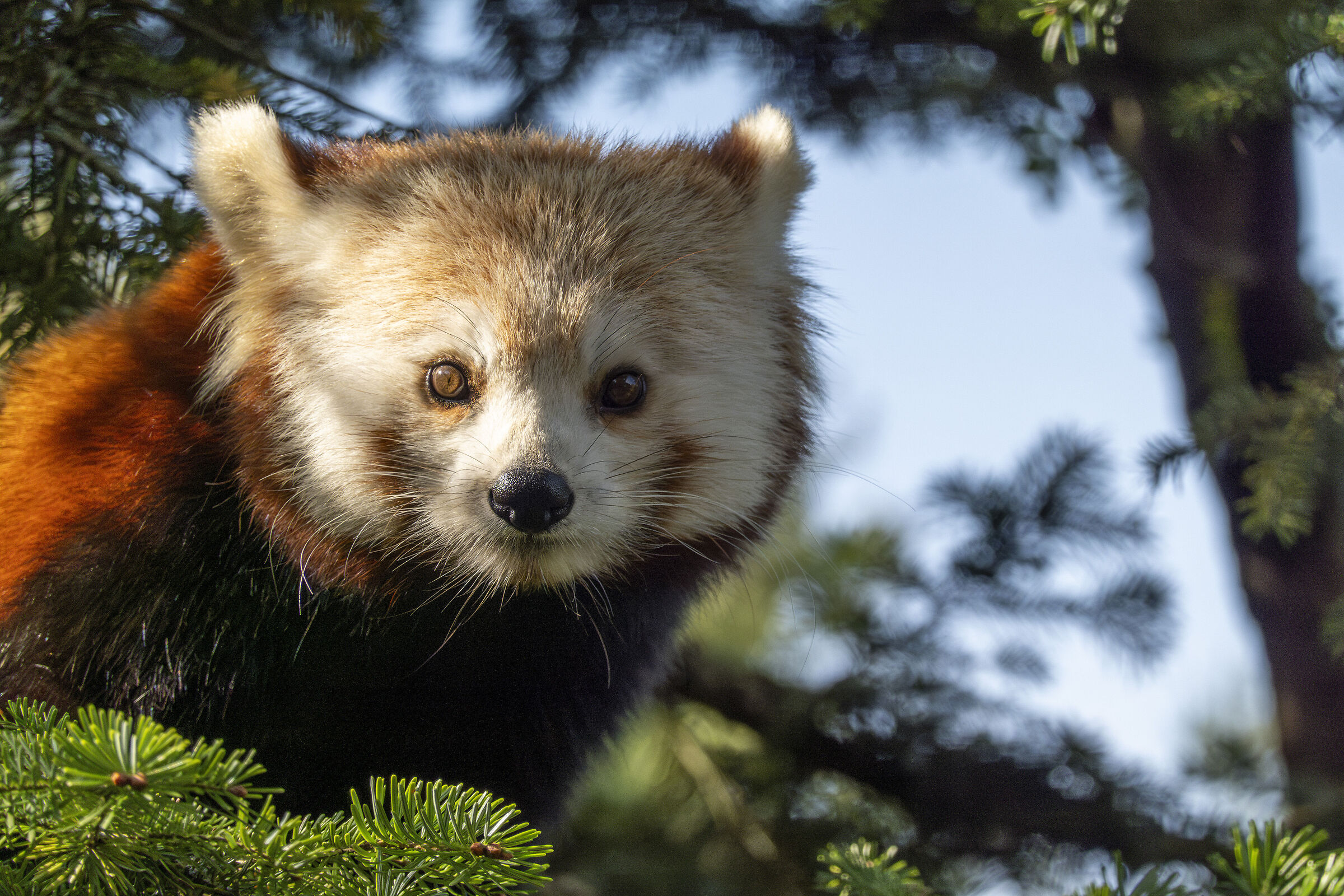 Panda Rosso