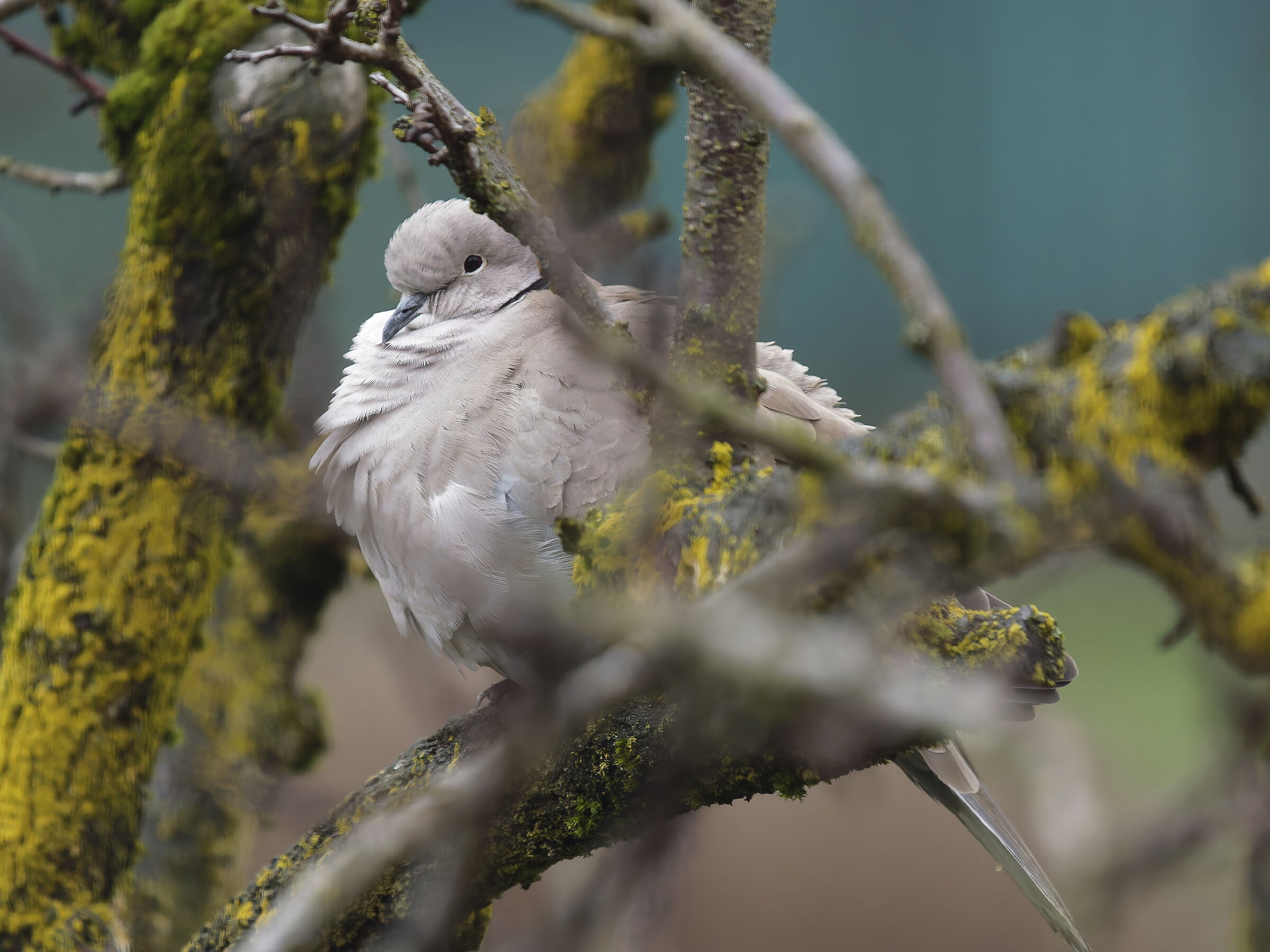 Prime Prove PanaLeica 100-400