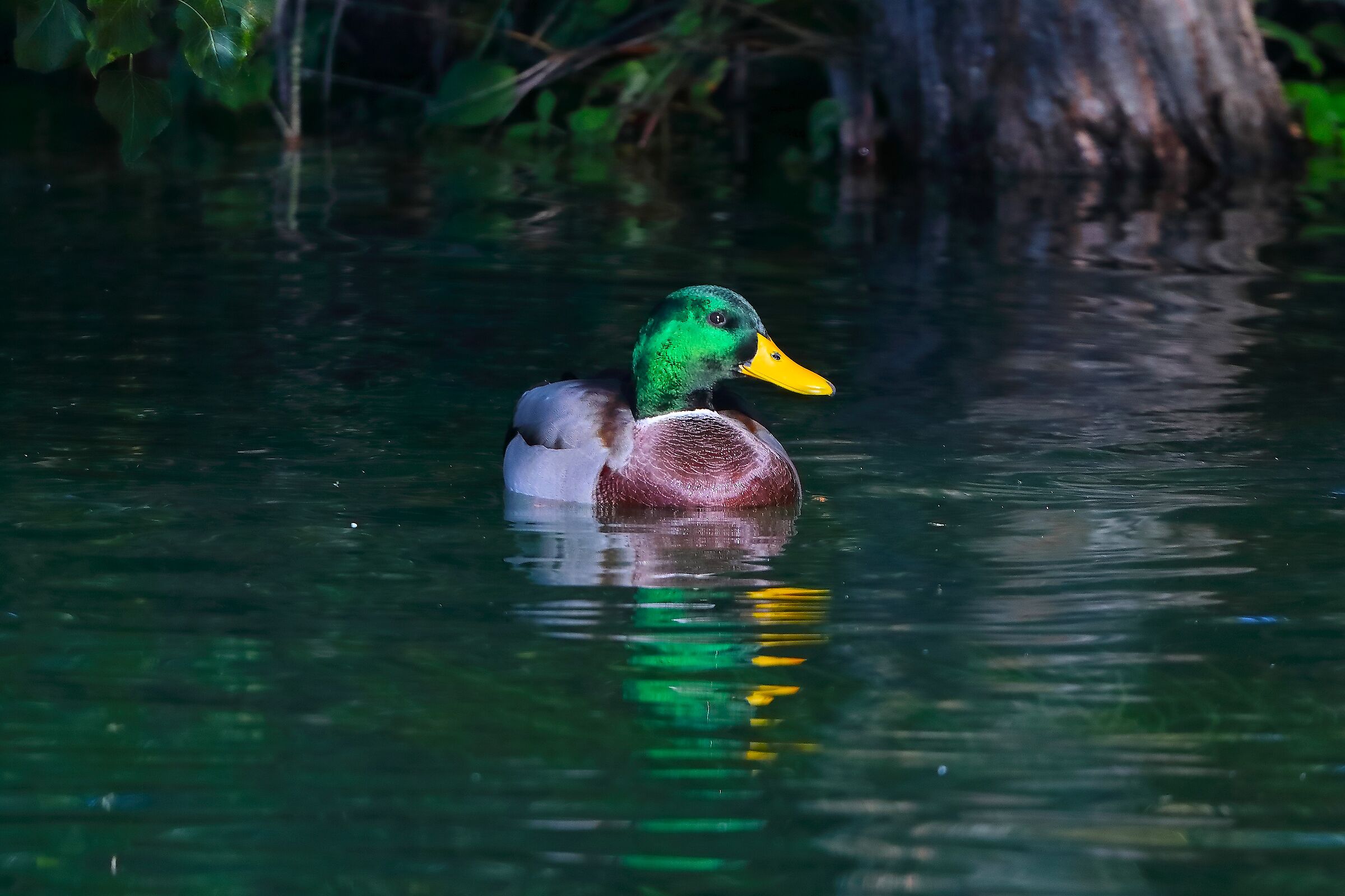 Germano R M 11 ottobre 2024 - 0066