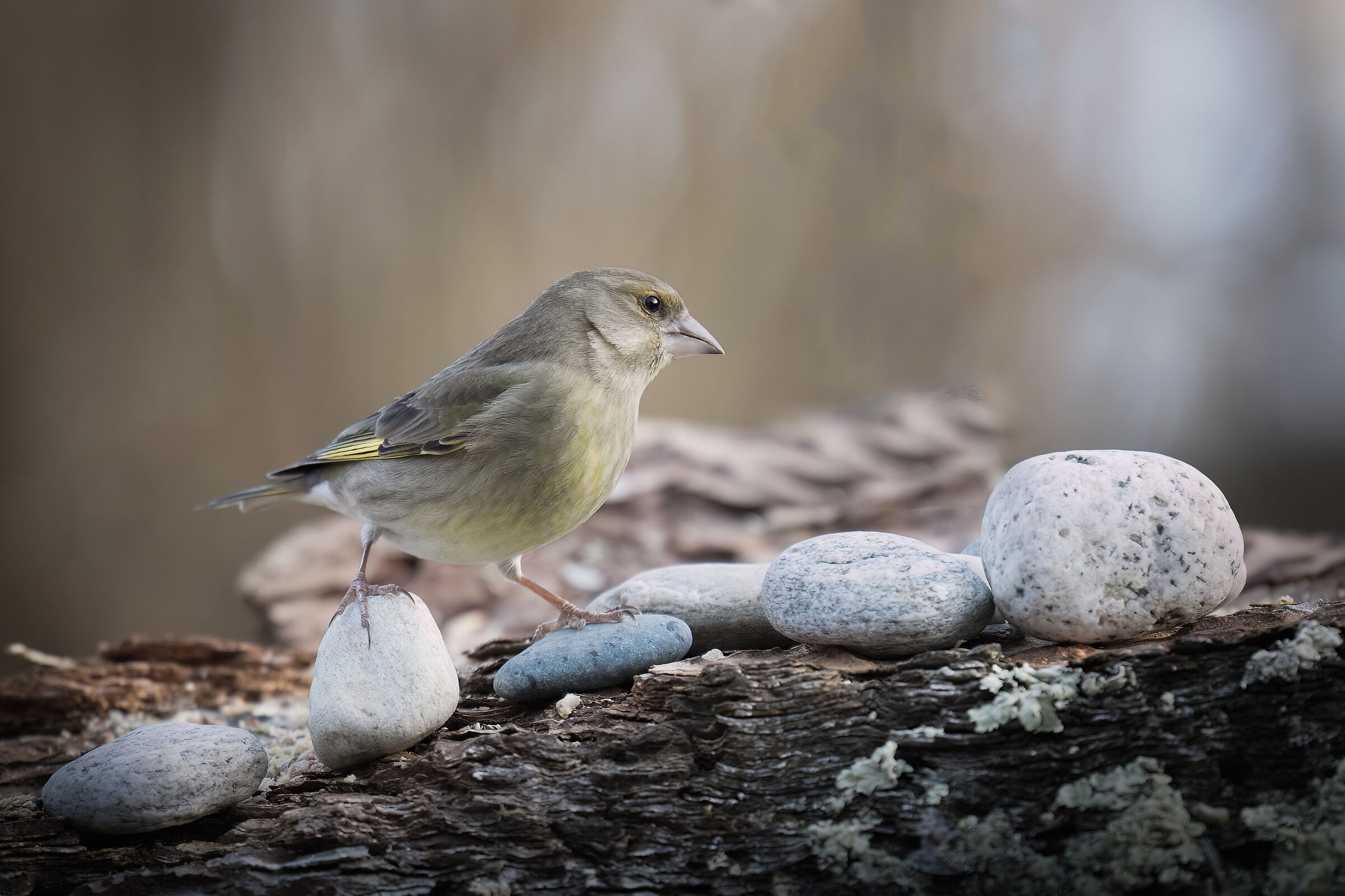 Verdone (Chloris chloris)